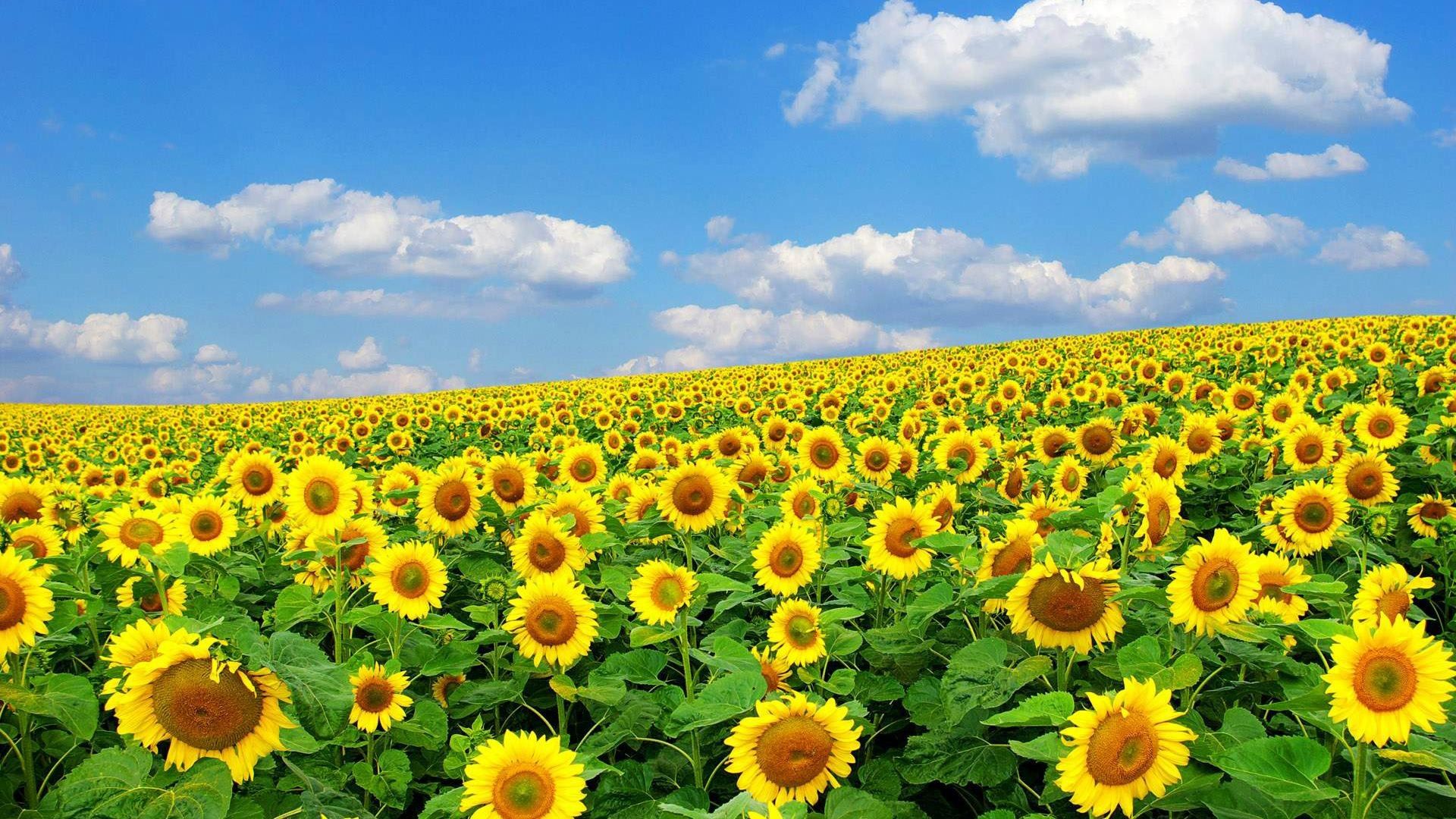 Campo di girasoli fiorito, 1920x1080 1080p, PC Desktop