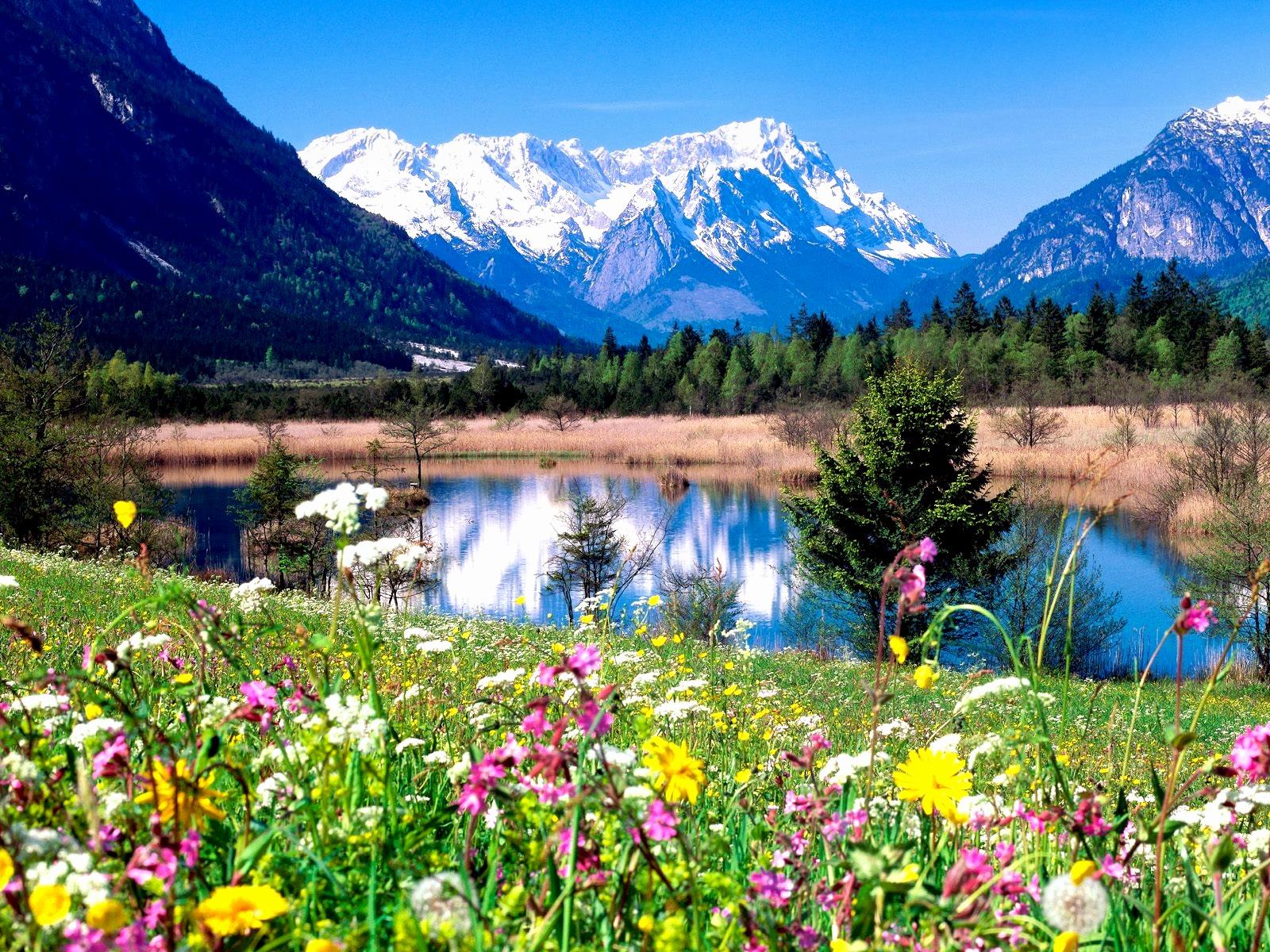 Prato fiorito con montagne innevate, 1600x1200 HD Ready, Desktop