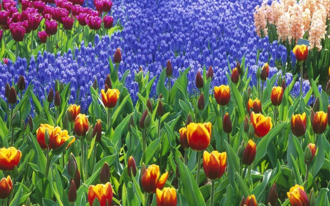 Campo di tulipani colorati, 1280x800 720p, PC