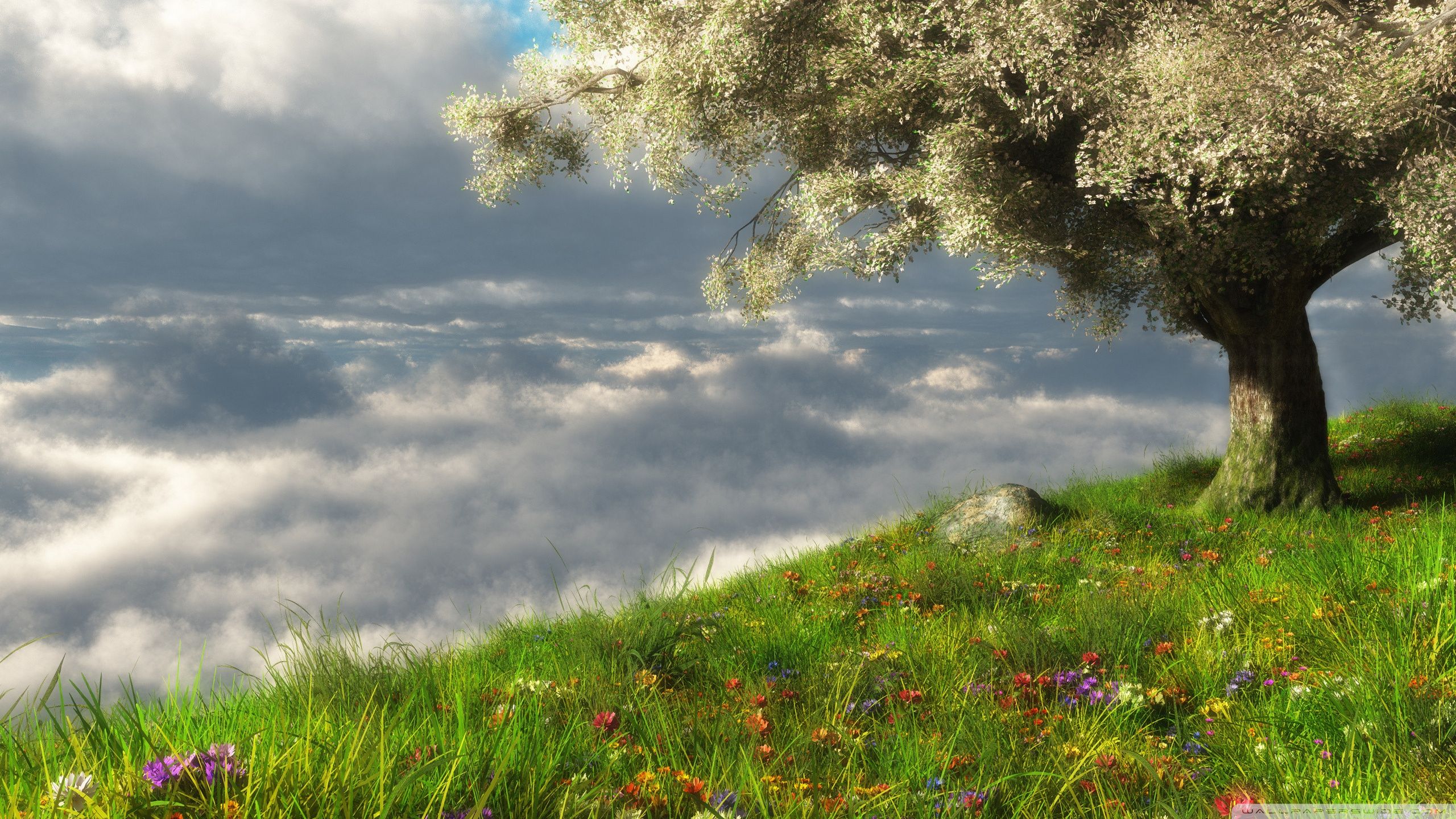 Albero fiorito su collina nuvolosa, 2560x1440 2K, Desktop