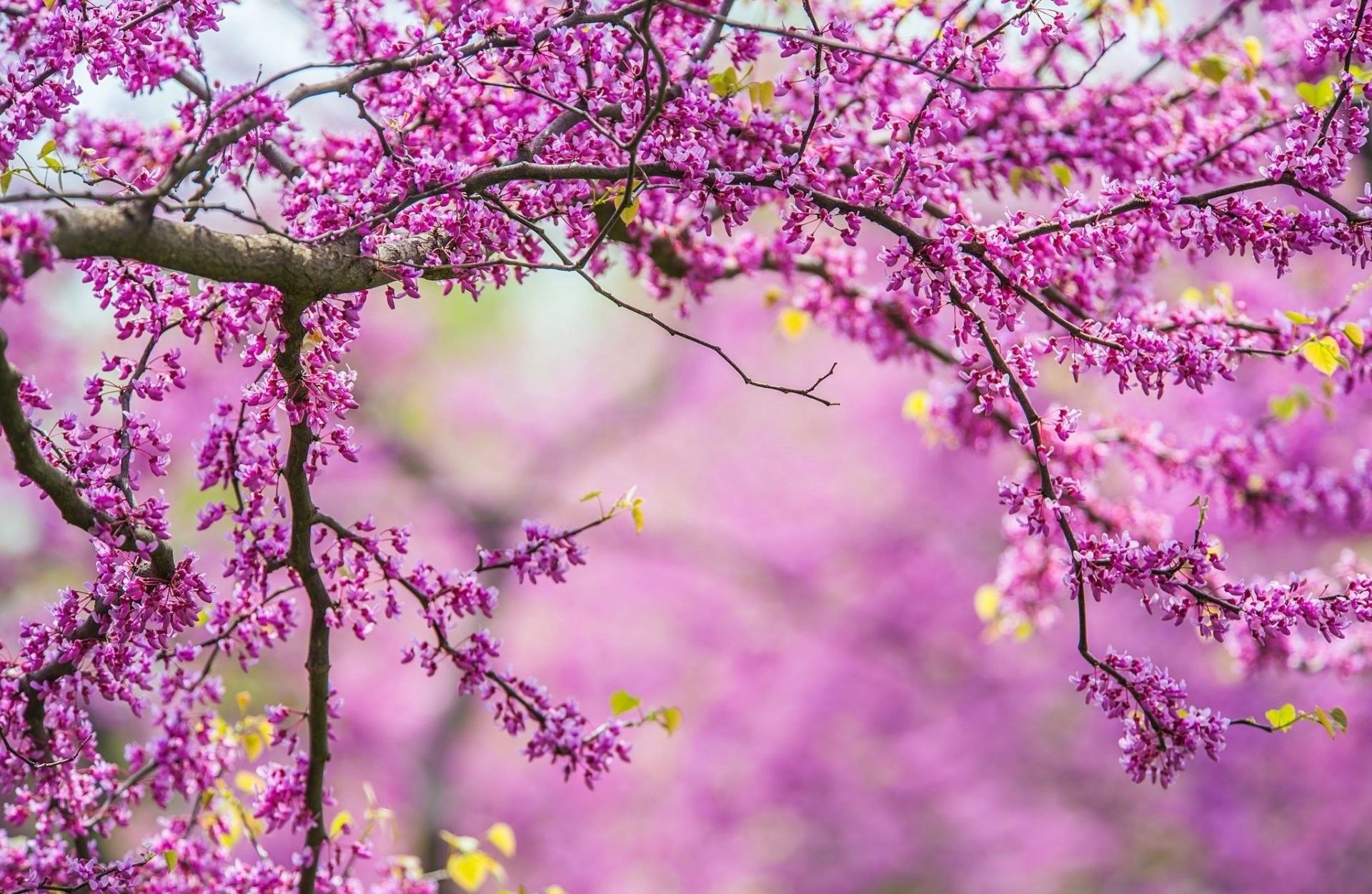 Ramo fiorito rosa primaverile, 1920x1251 WUXGA, Desktop