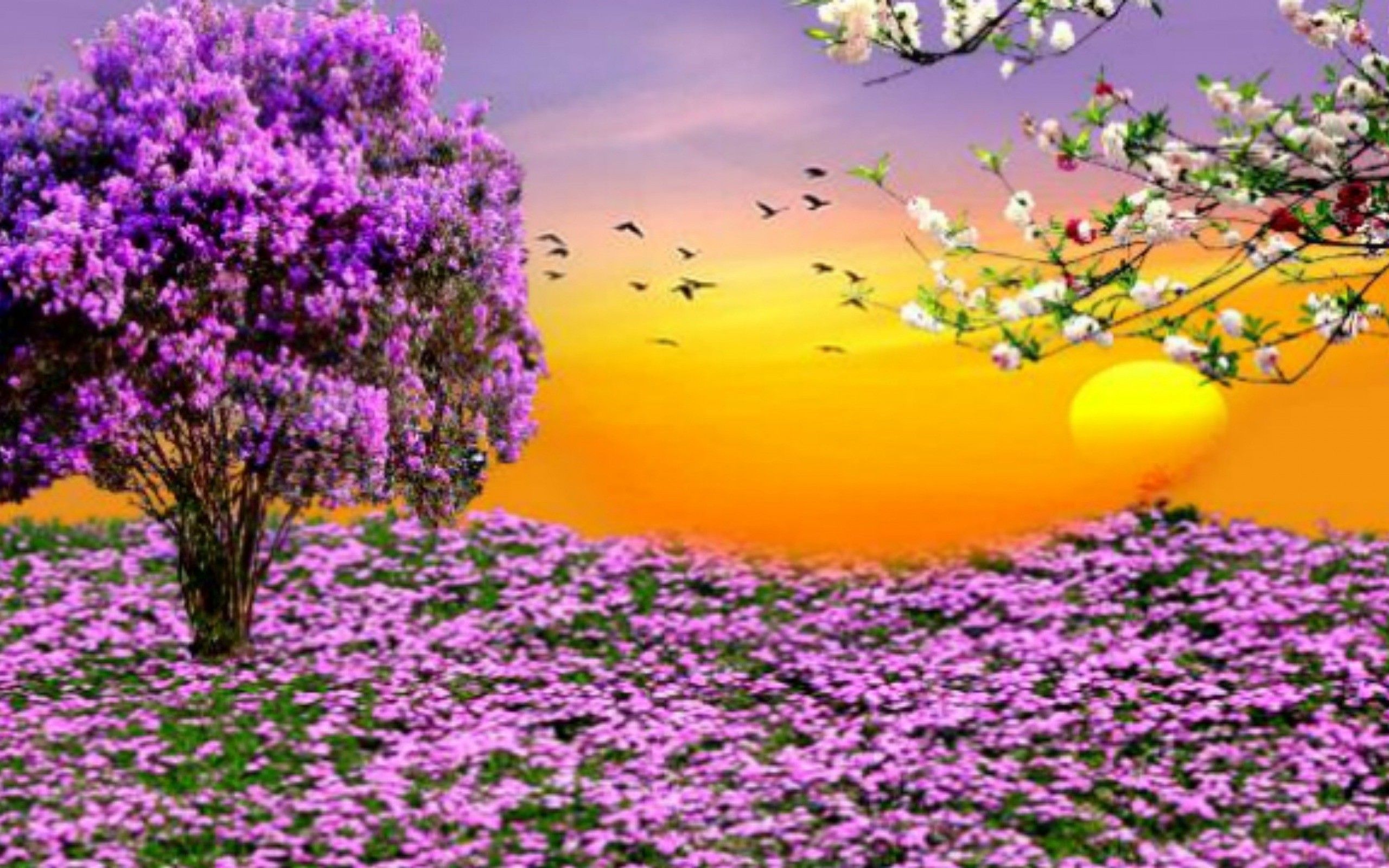 Albero fiorito viola al tramonto, 2560x1600 WQXGA, Laptop