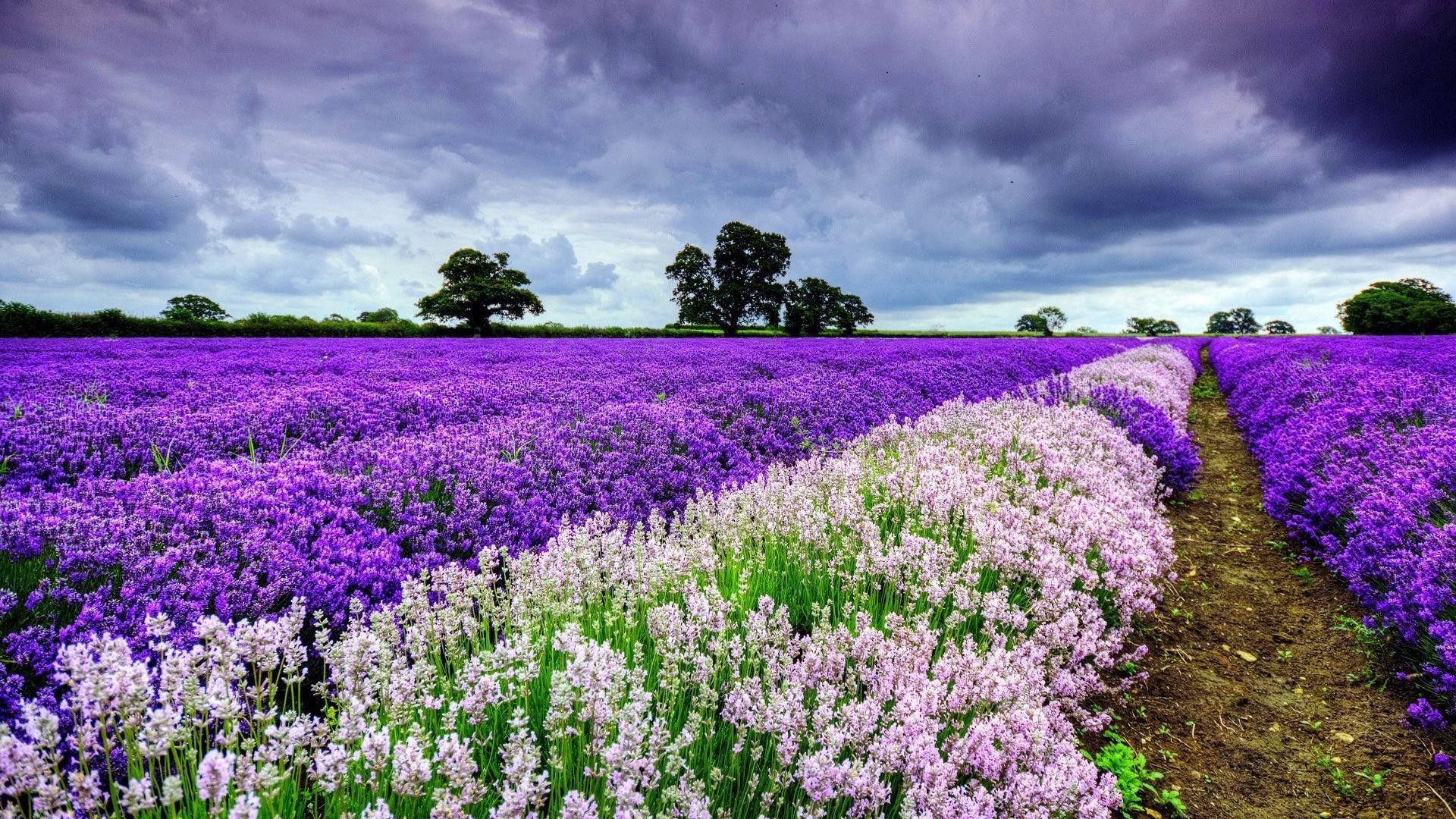 Campo di lavanda viola, 1920x1080 Full HD 1080p, PC Desktop