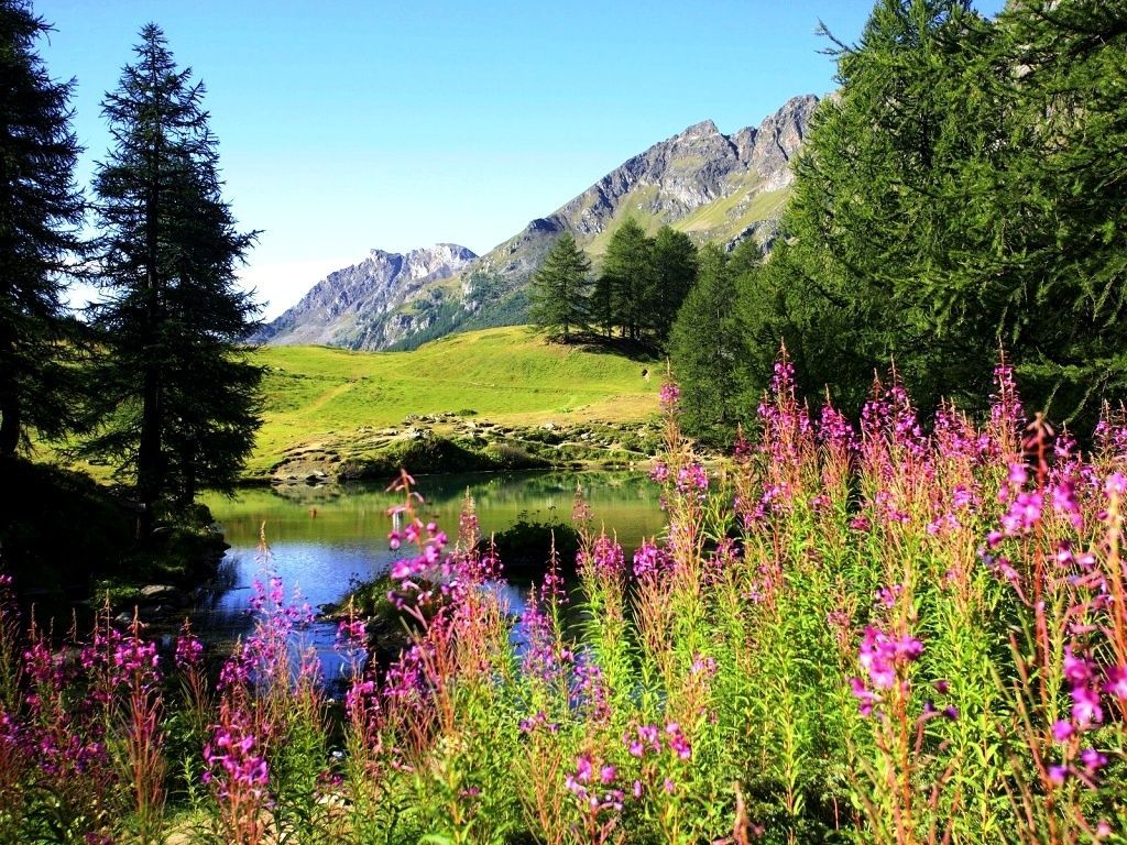 Lago alpino con fiori viola, 1024x768 HD, Desktop