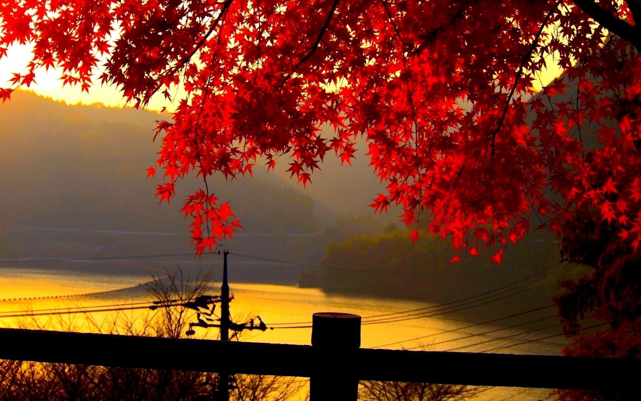 Paesaggio autunnale con foglie rosse, 2560x1600 2K, Laptop