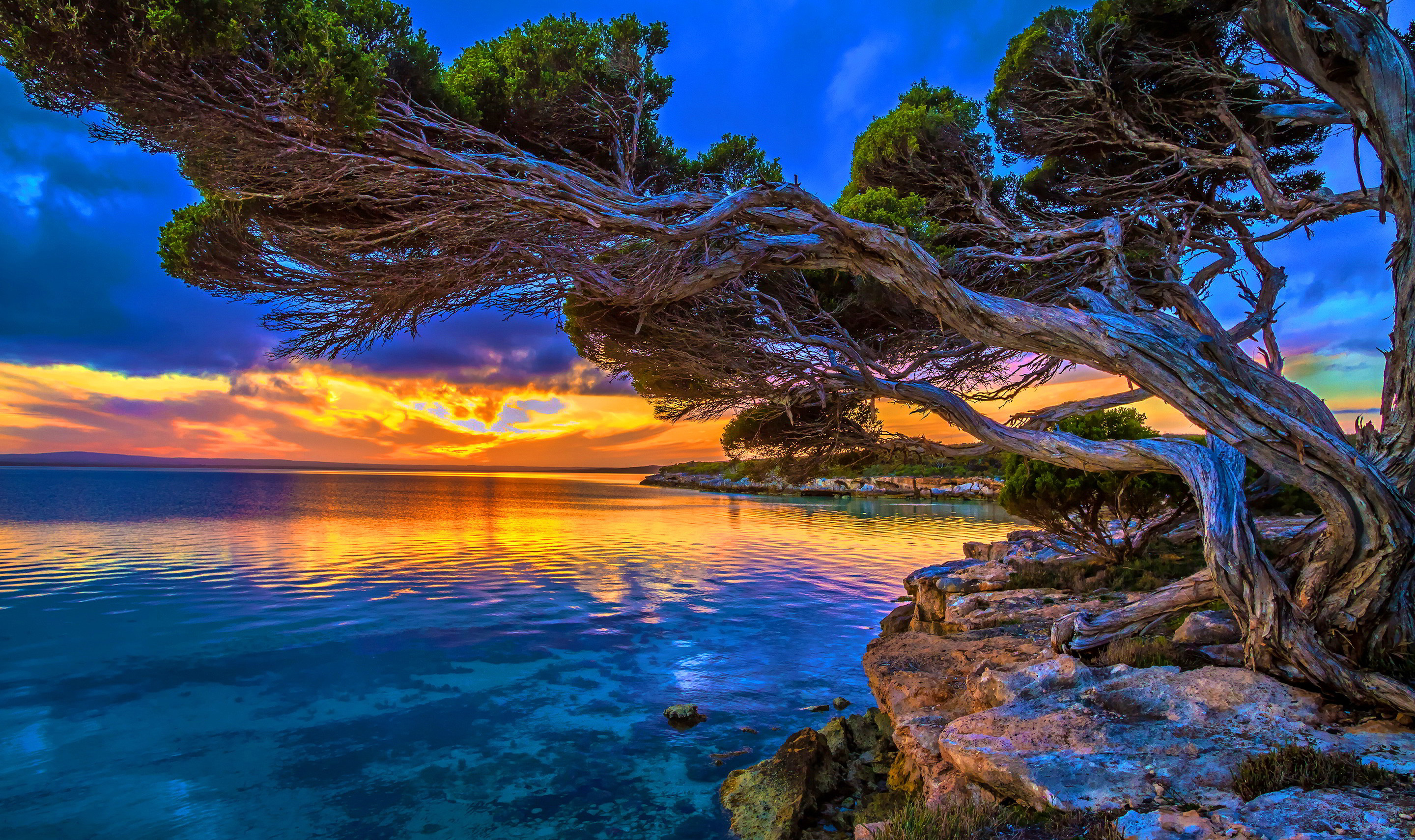 Albero contorto tramonto costa, 2880x1710 WQXGA, Laptop