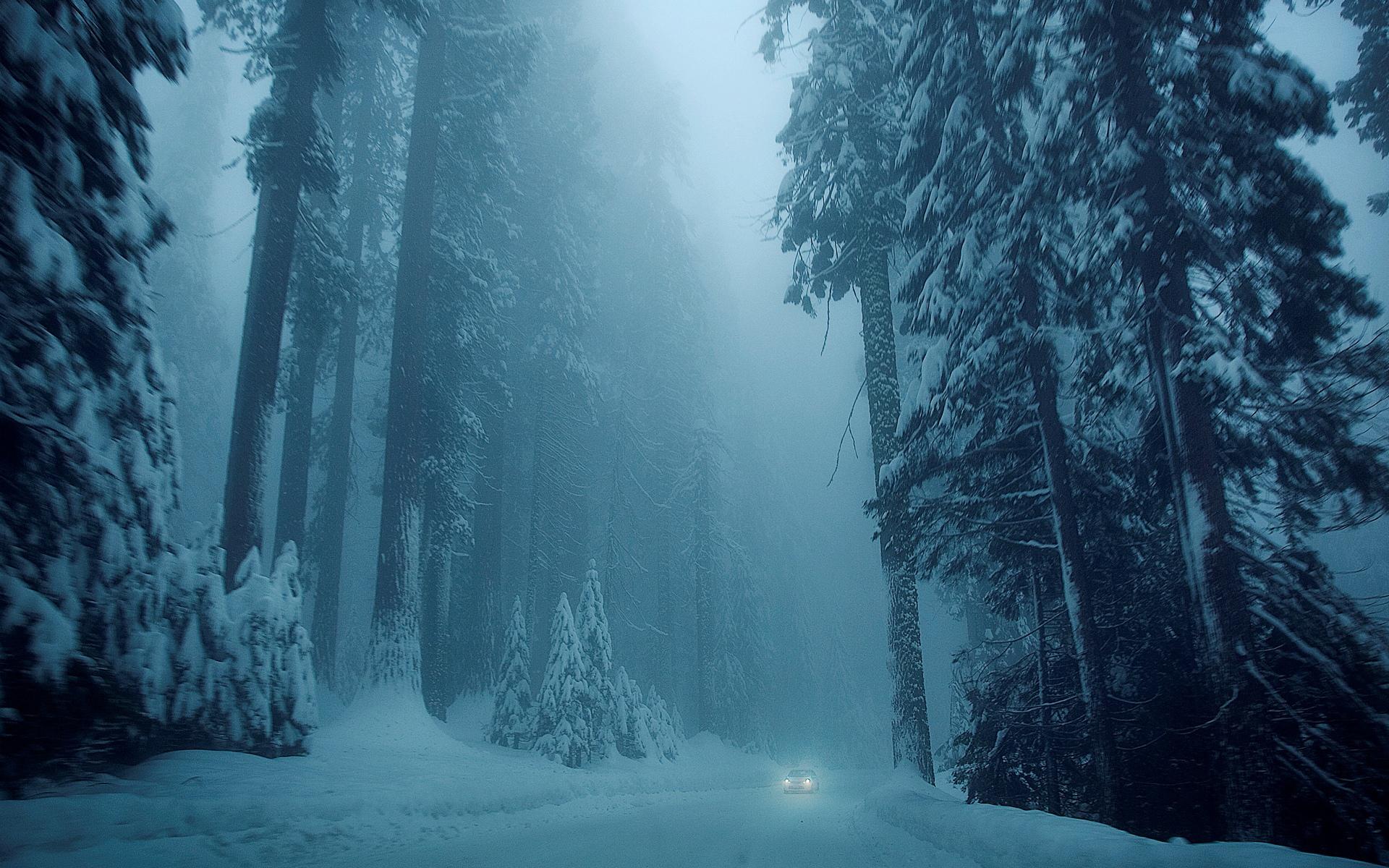 Foresta innevata nebbiosa notturna, 1920x1200 Full HD+ WUXGA, Desktop