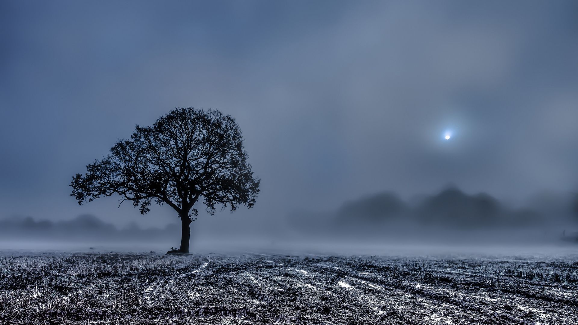 Albero solitario in campo nebbioso, 1920x1080 1080p, PC