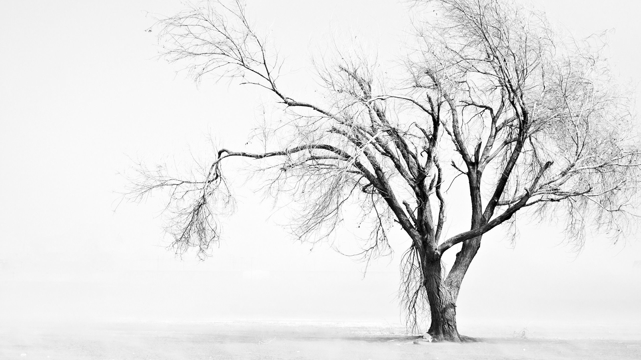 Albero spoglio nella nebbia, 2560x1440 QHD, Laptop