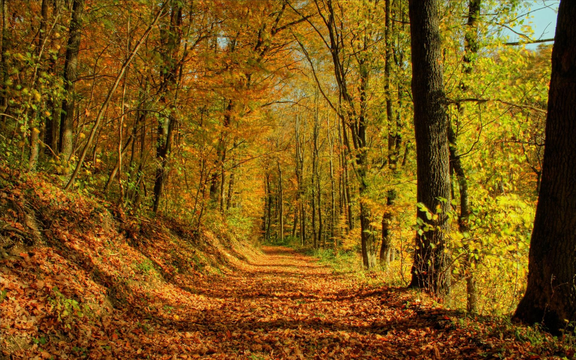 Sentiero autunnale nel bosco, 1920x1200 Full HD+ WUXGA, iMac