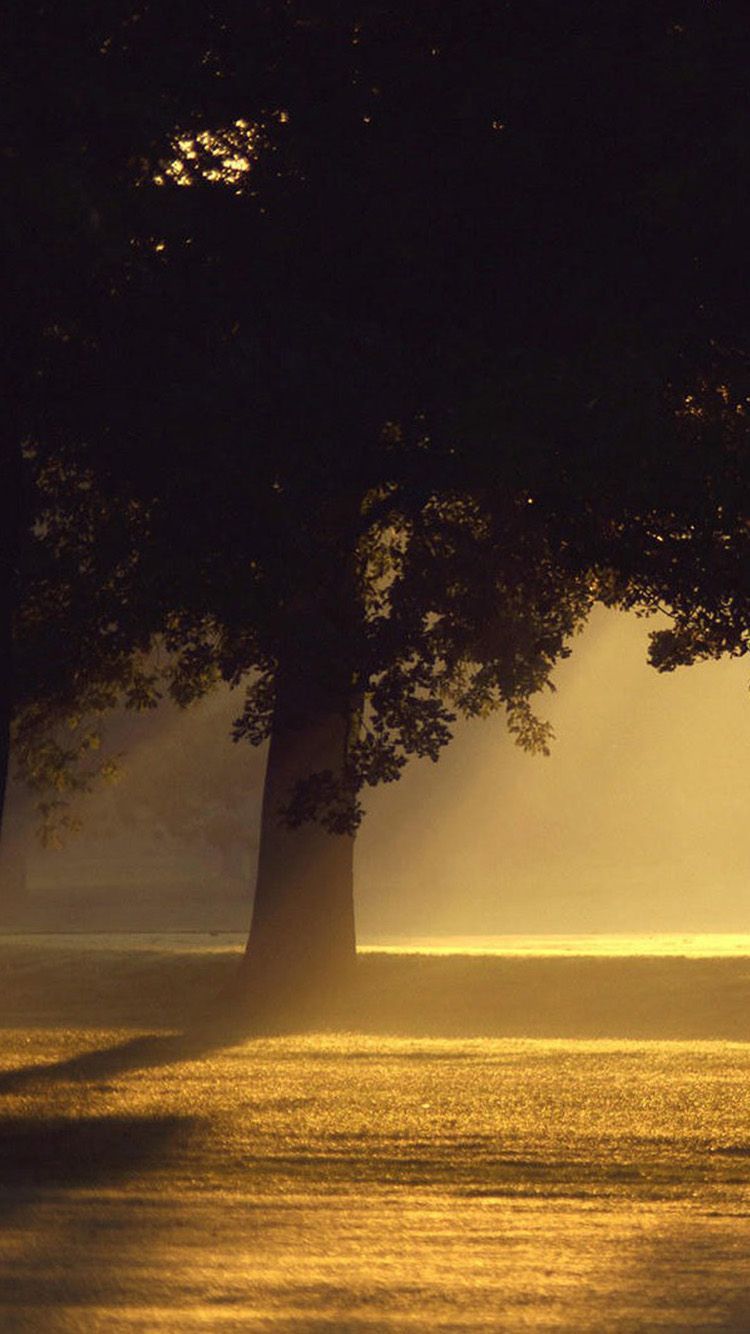 Albero solitario controluce nebbia, 750x1334 Verticale, Mobile