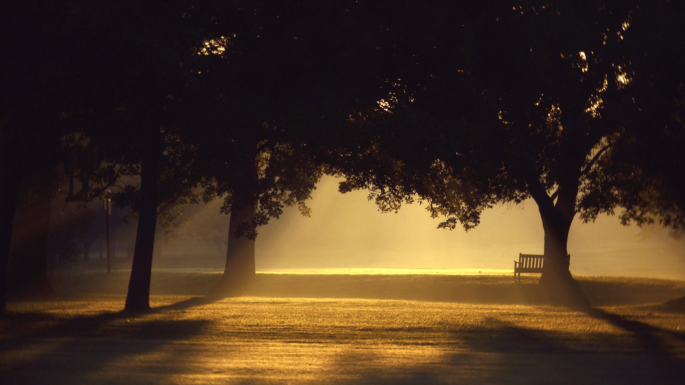 Panchina solitaria tra alberi nebbia, 1366x768 720p, PC