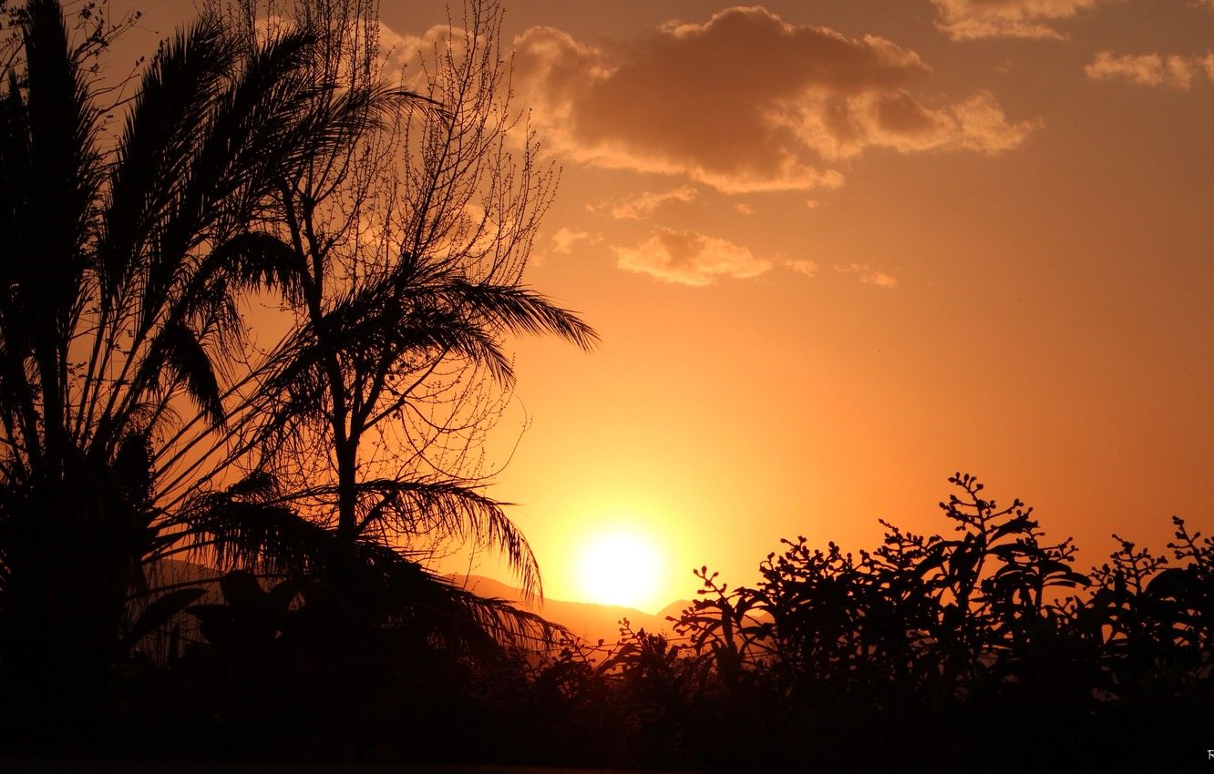 Tramonto arancione con palme silhouette, 1332x850 720p, Acer Nitro