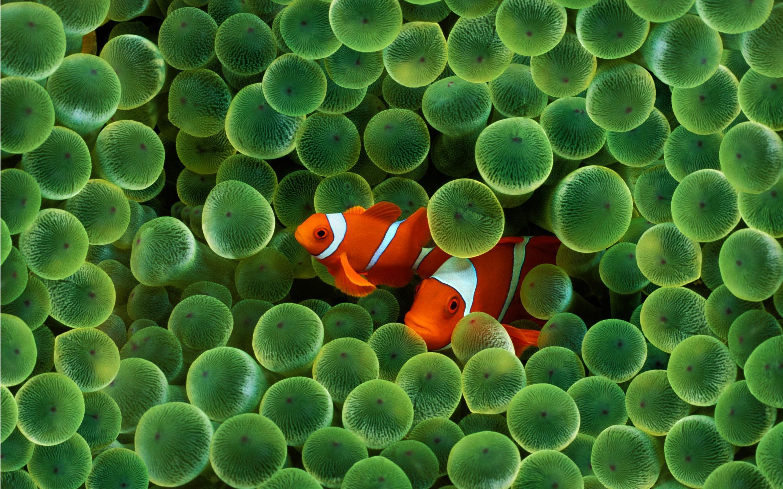 Pesce pagliaccio arancione subacqueo, 1400x1192 HD, Desktop