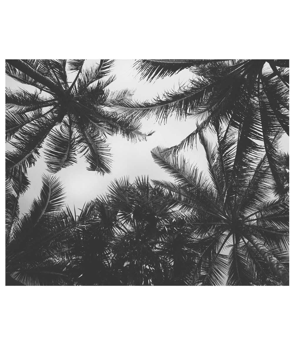 Foto palme bianco e nero, 1000x1172 Verticale, Mobile