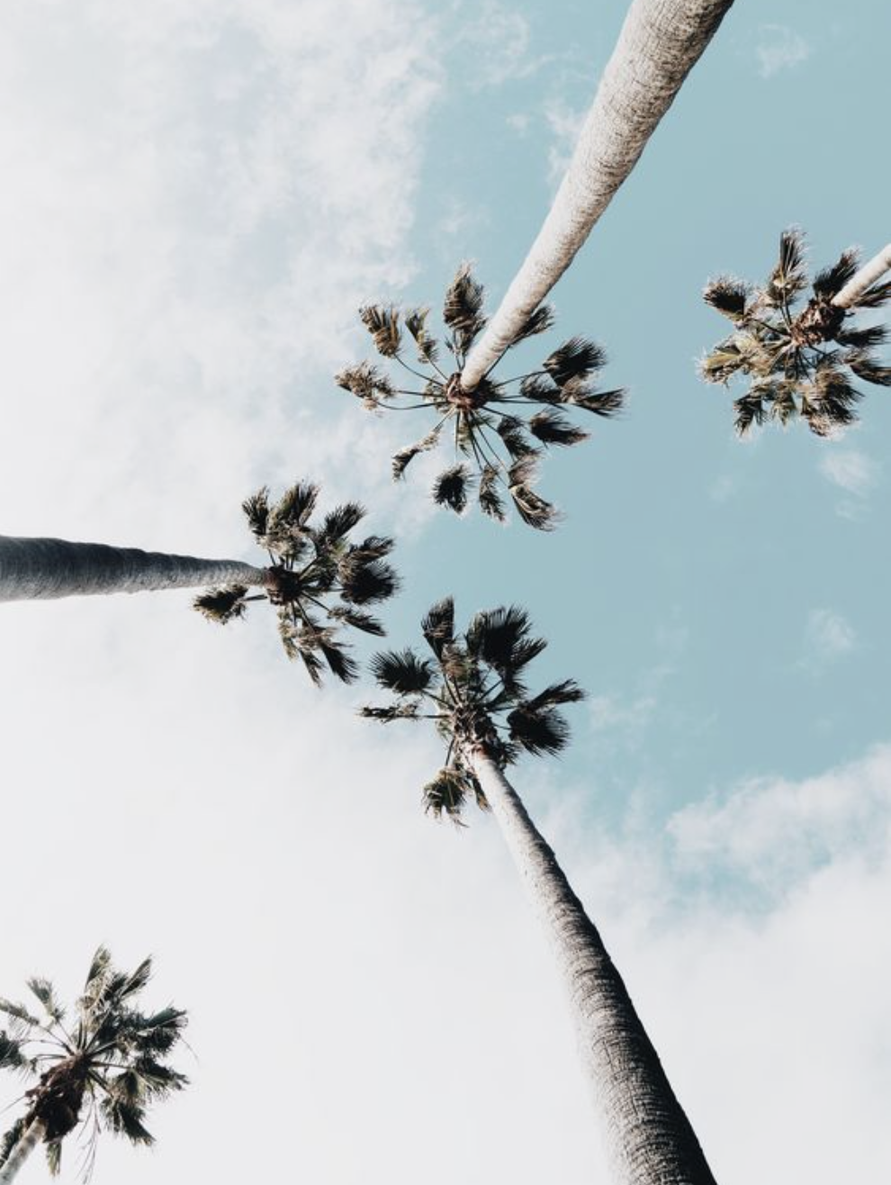 Palme viste dal basso, 990x1316 Full HD Verticale, Smartphone