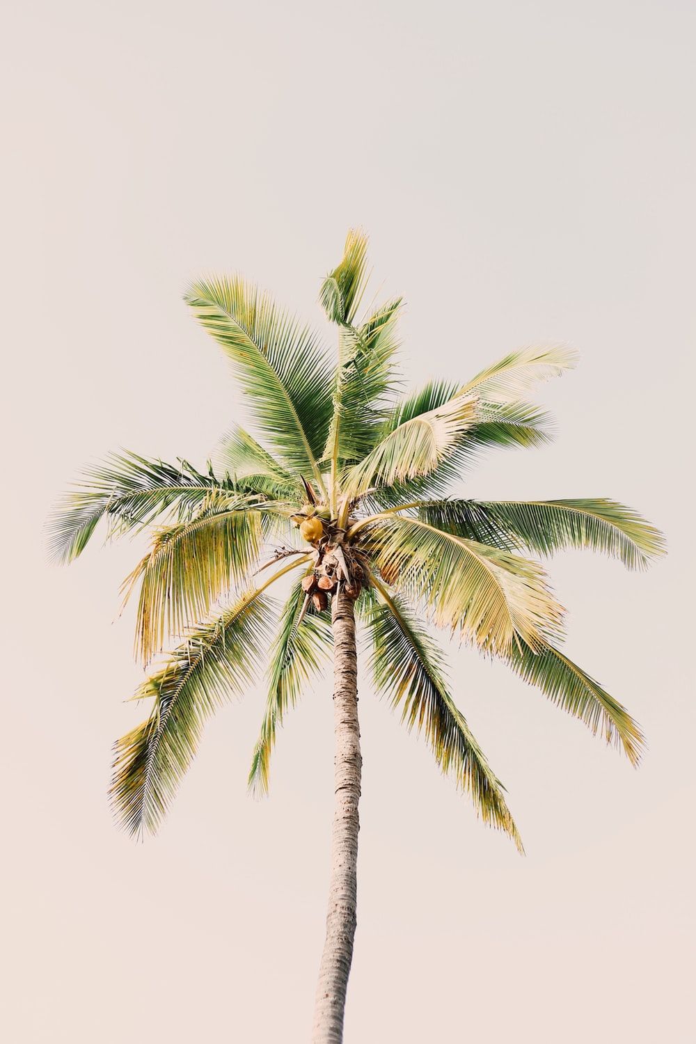 Palma su sfondo chiaro, 1000x1500 Full HD Verticale, Realme