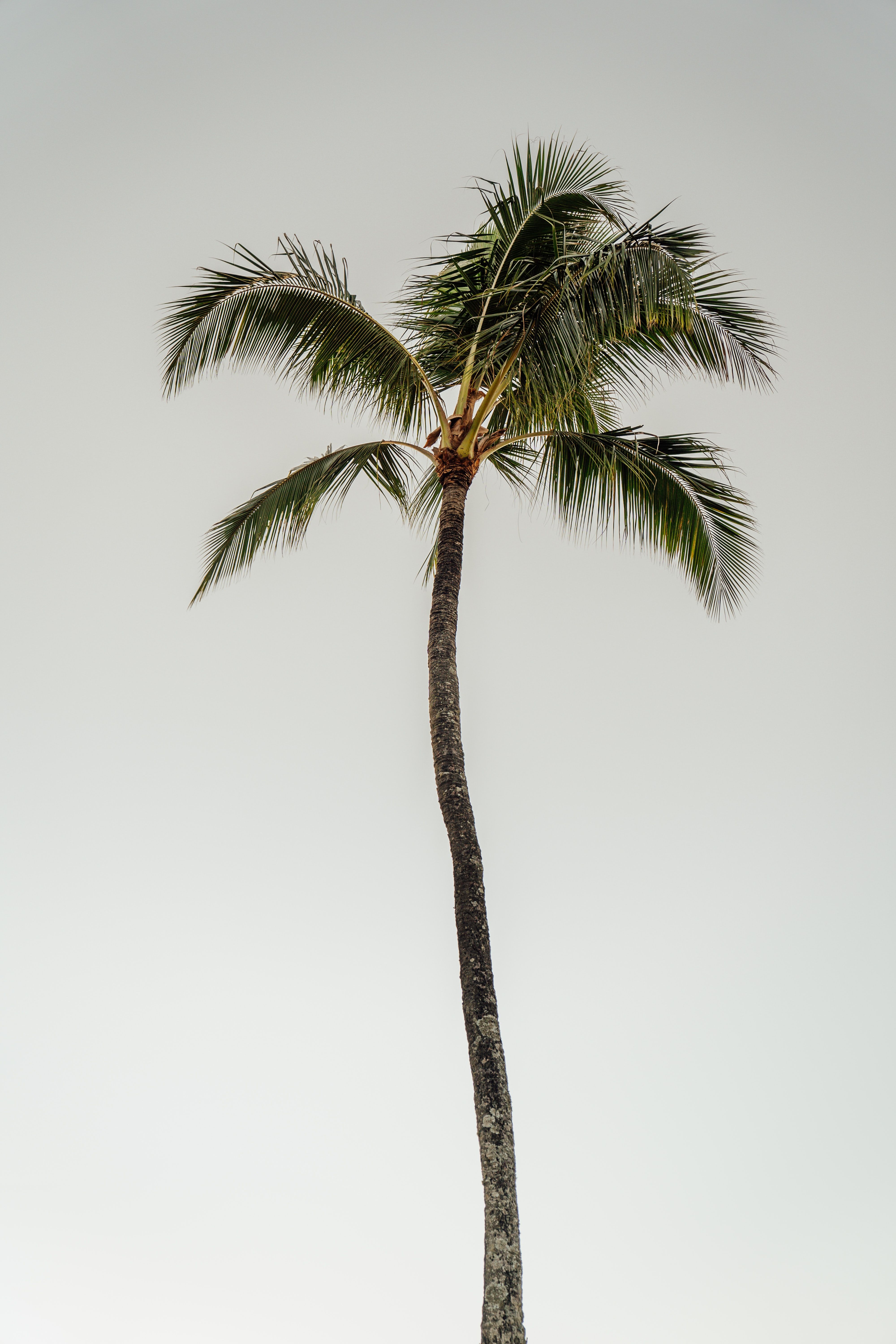 Palma gigante cielo grigio, 4000x6000 Verticale, Telefono