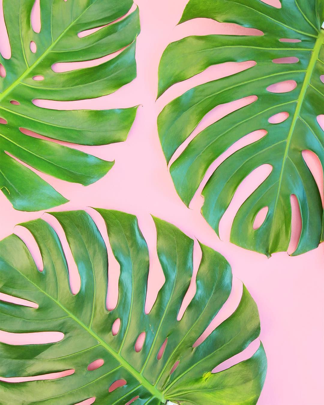 Foglie monstera su rosa, 1080x1350 Verticale, Telefono