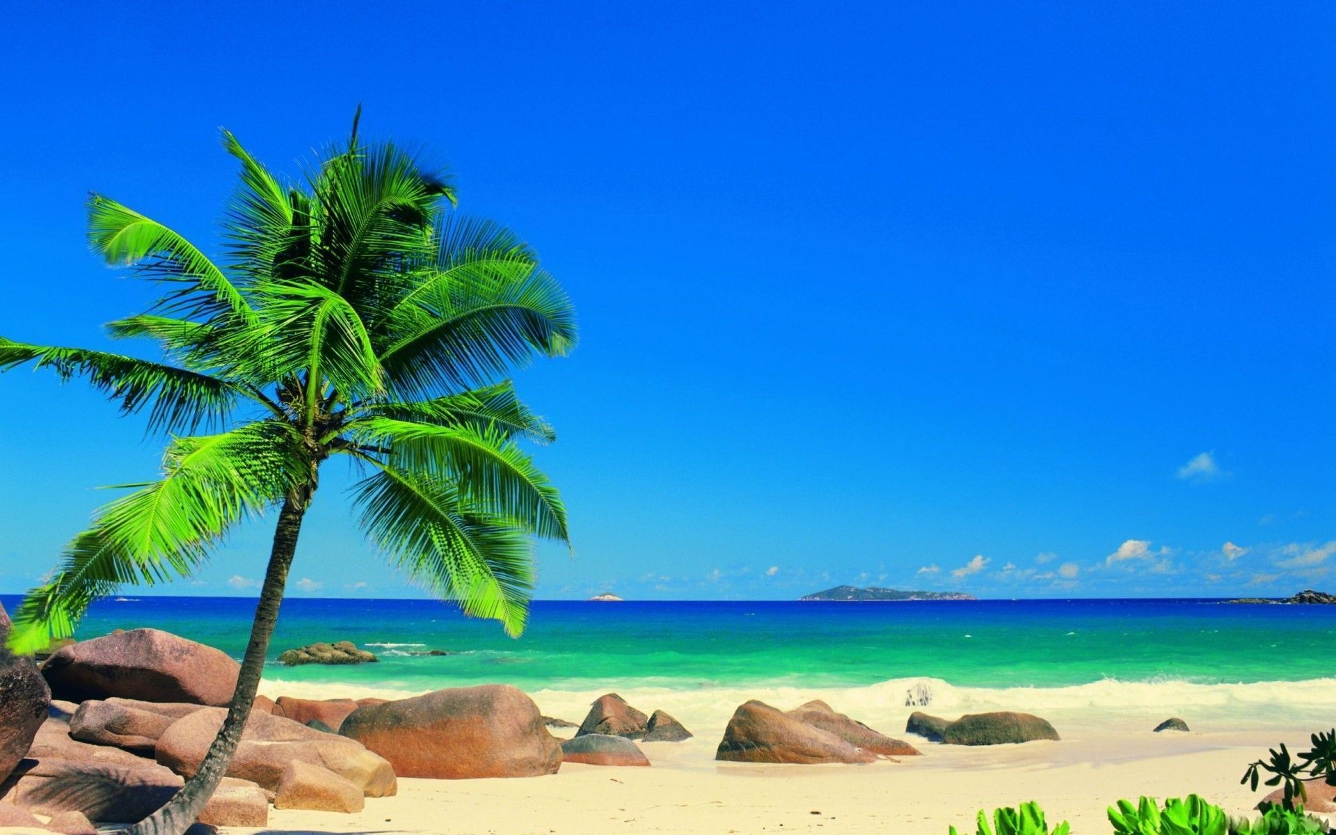 Palma su spiaggia tropicale, 1920x1200 Full HD+ WUXGA, Laptop