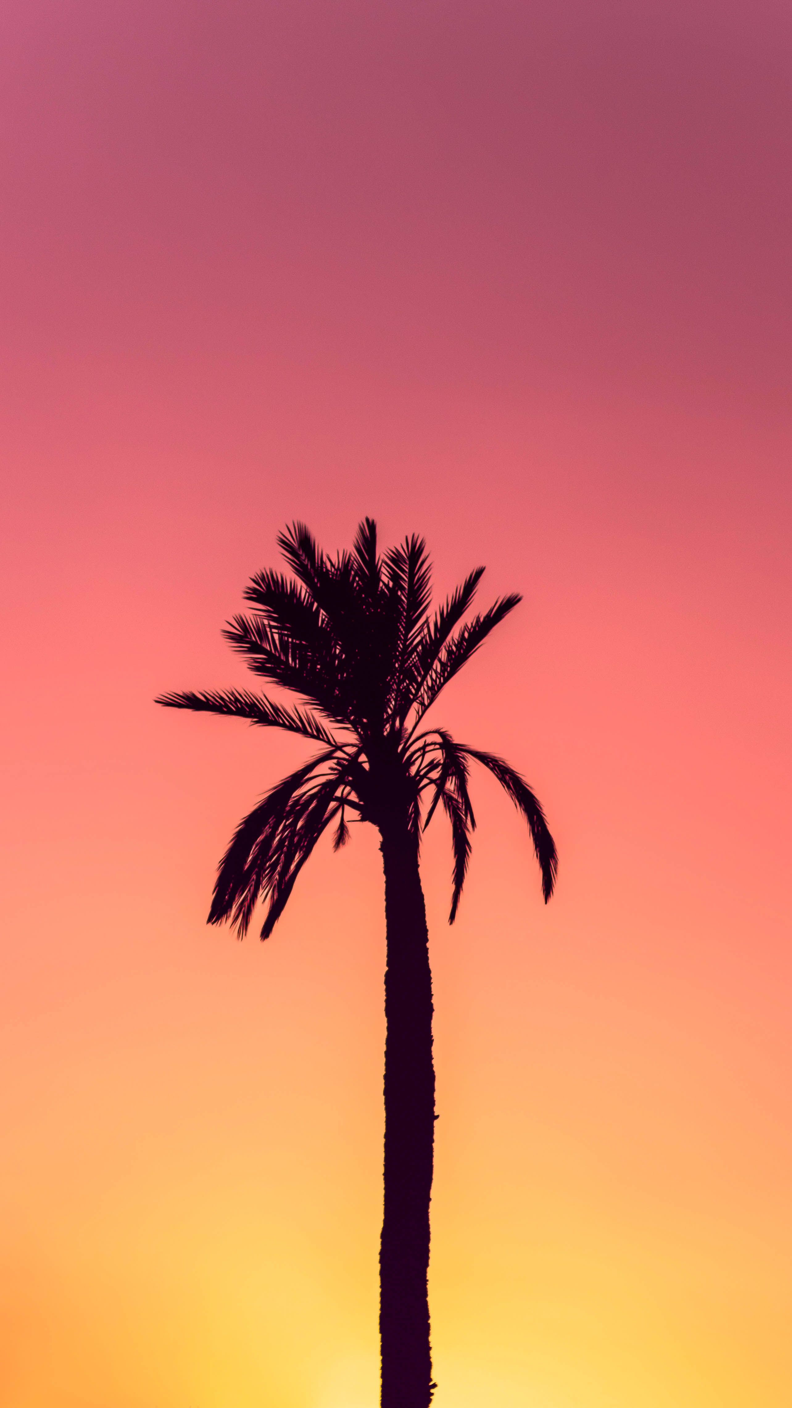 Palma silhouette al tramonto, 2567x4564 Full HD Verticale, Smartphone