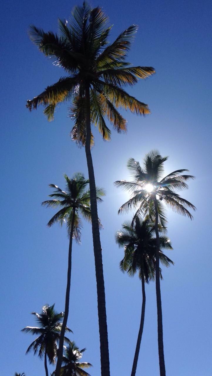 Palme controluce cielo blu, 722x1280 Verticale, iPhone Air