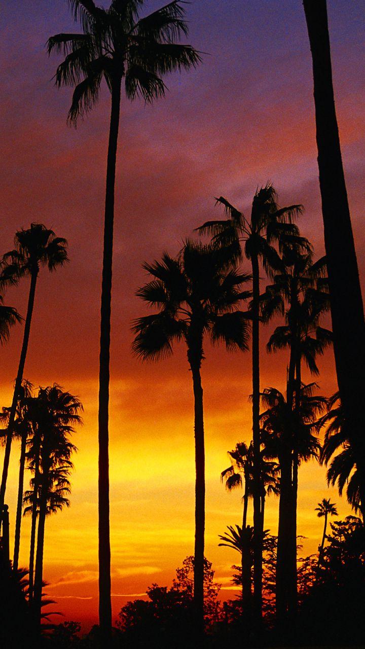 Palme al tramonto arancione, 720x1280 Full HD Verticale, iPhone