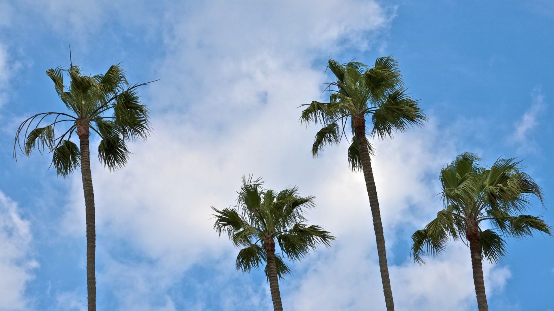 Palme contro cielo nuvoloso, 1920x1080 Full HD 1080p, Laptop