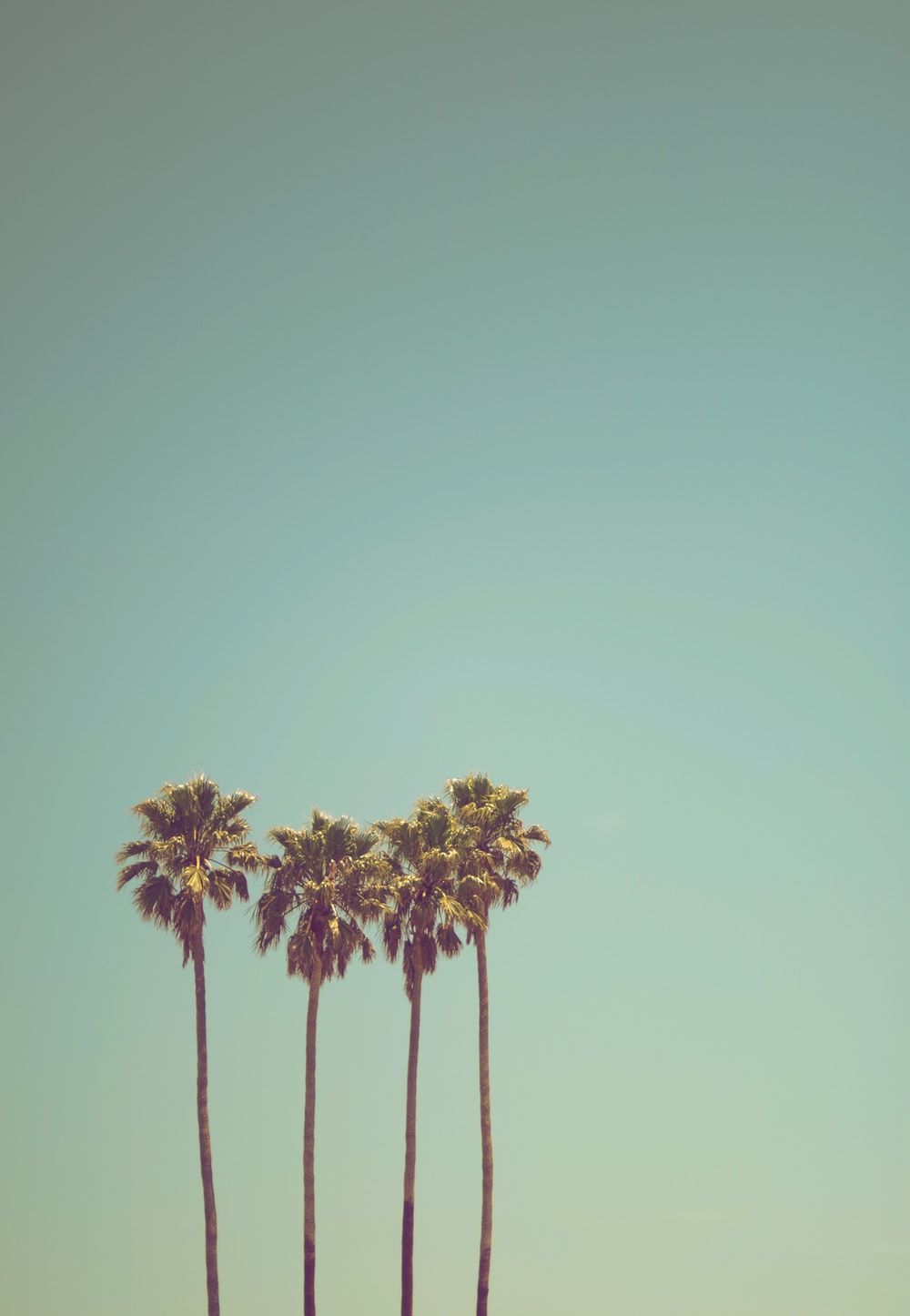 Palme della California, cielo azzurro, 1000x1446 Full HD Verticale, iPhone Pro Max
