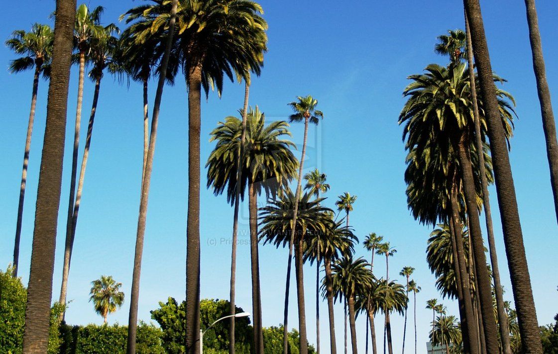 Palme alte cielo blu California, 1121x712 HD, Desktop