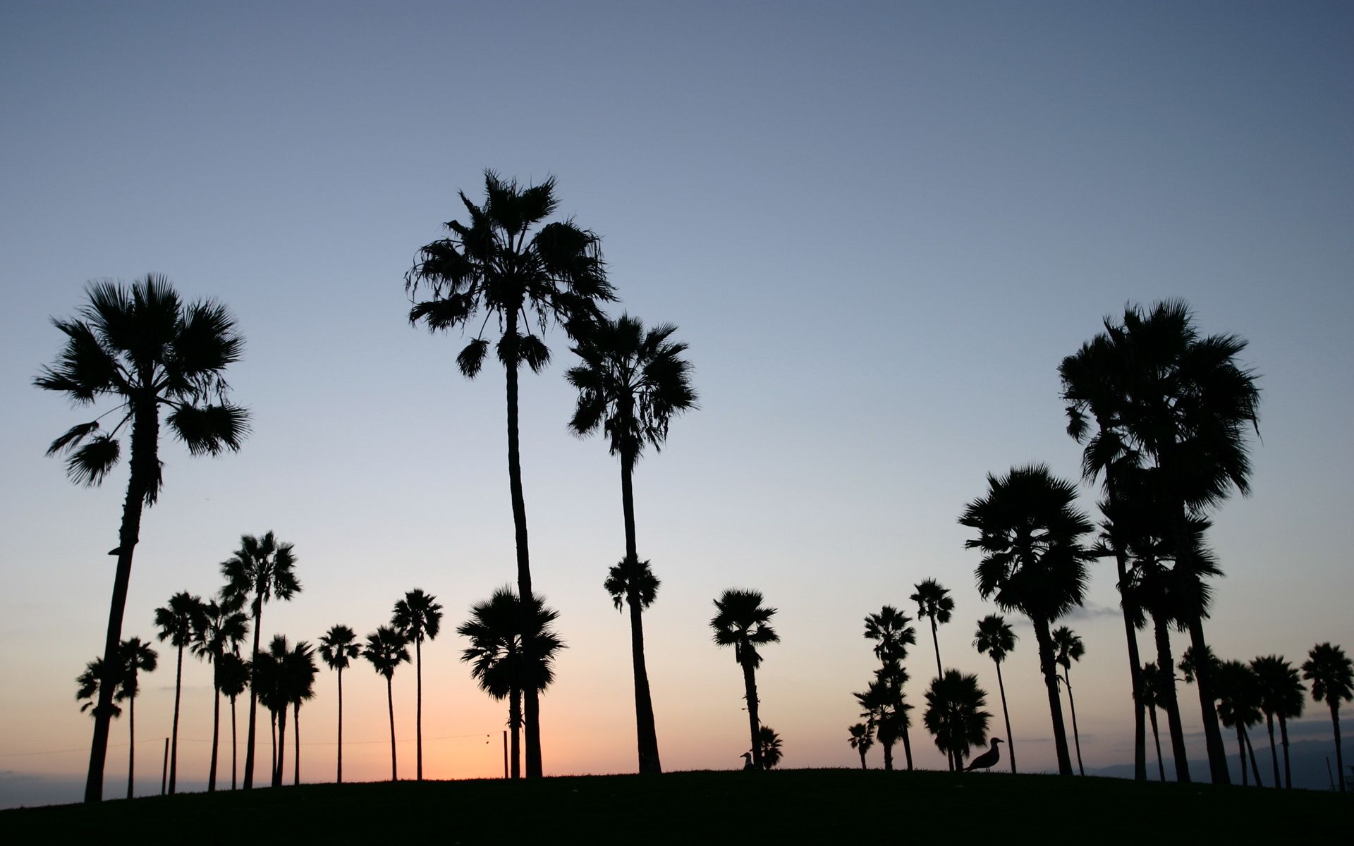 Palme al tramonto silhouette, 1920x1200 WUXGA, Laptop