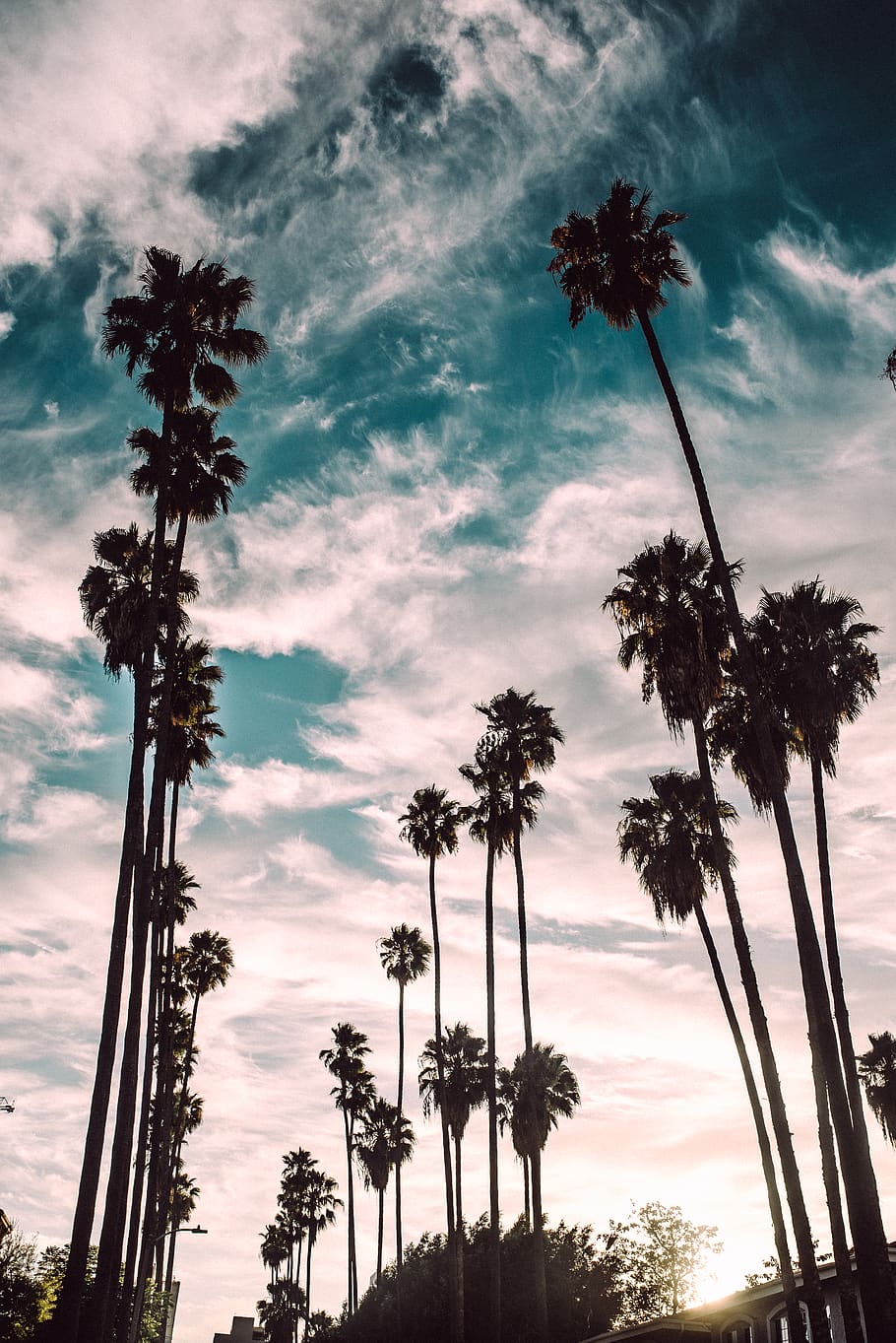 Palme al tramonto Los Angeles, 910x1363 Full HD Verticale, iPhone