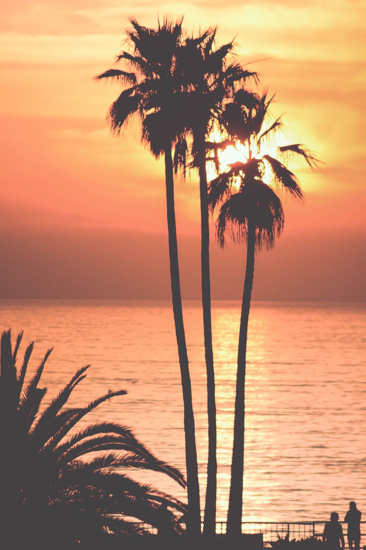Palme al tramonto sul mare, 1280x1920 Verticale, iPhone