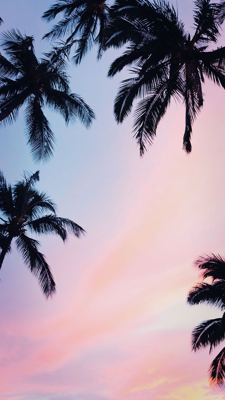 Palme silhouette tramonto rosa, 736x1308 Full HD Verticale, iPhone Air