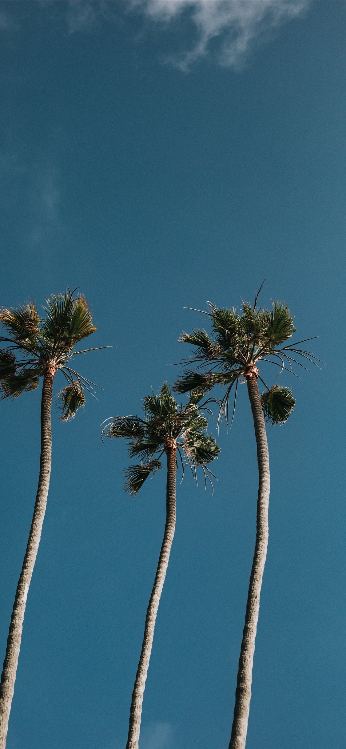 Tre palme cielo blu, 1125x2436 Verticale, iPhone Pro Max