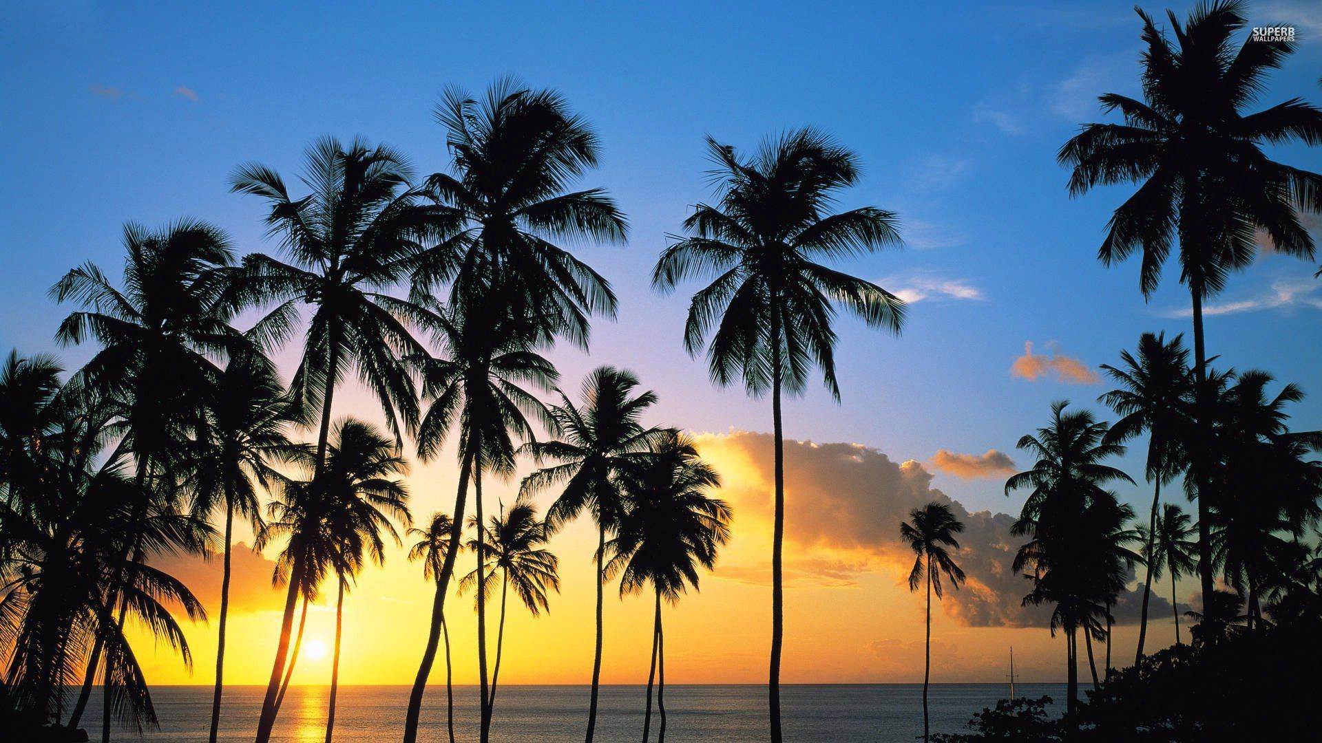 Palme al tramonto sulla spiaggia, 1920x1080 Full HD, Laptop