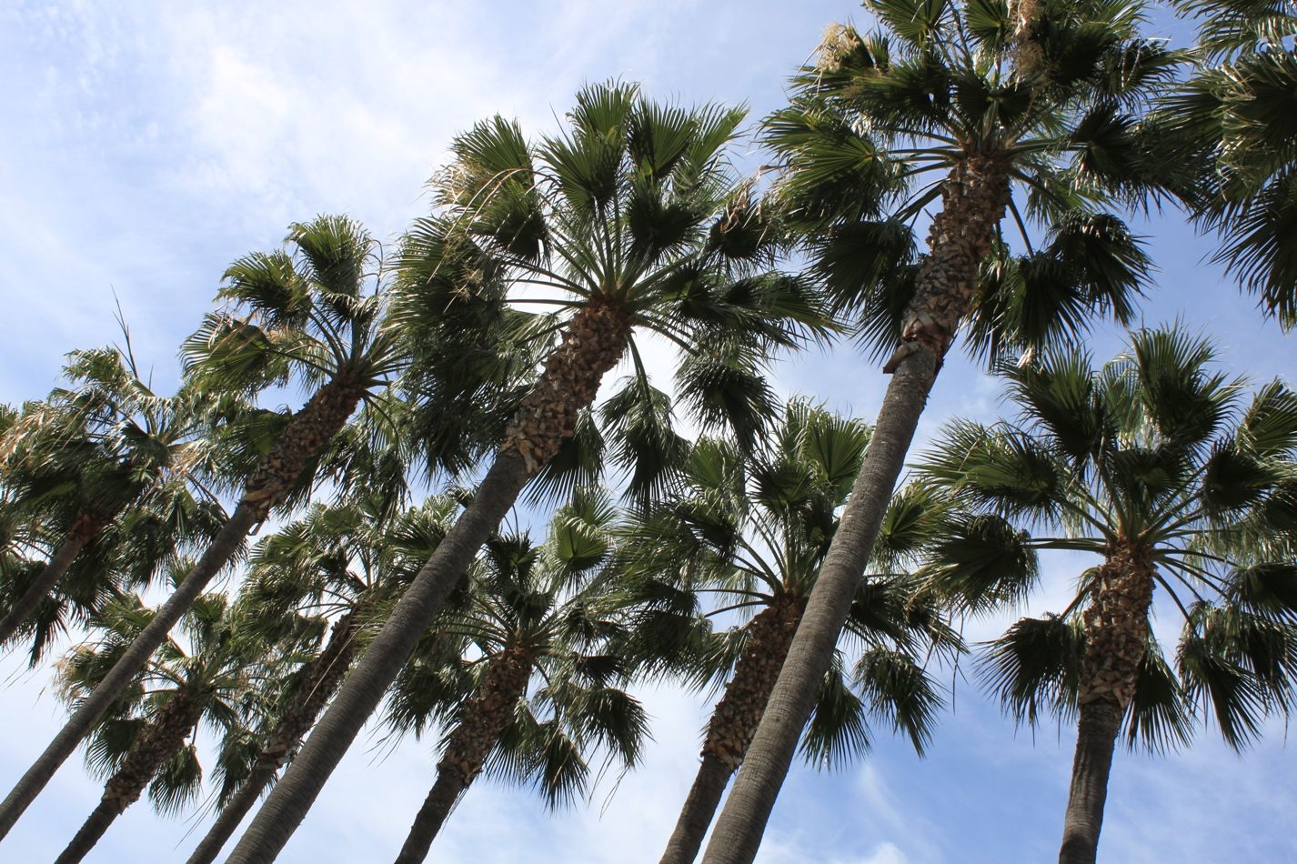 Palme viste dal basso, cielo azzurro, 1426x950 HD, Desktop