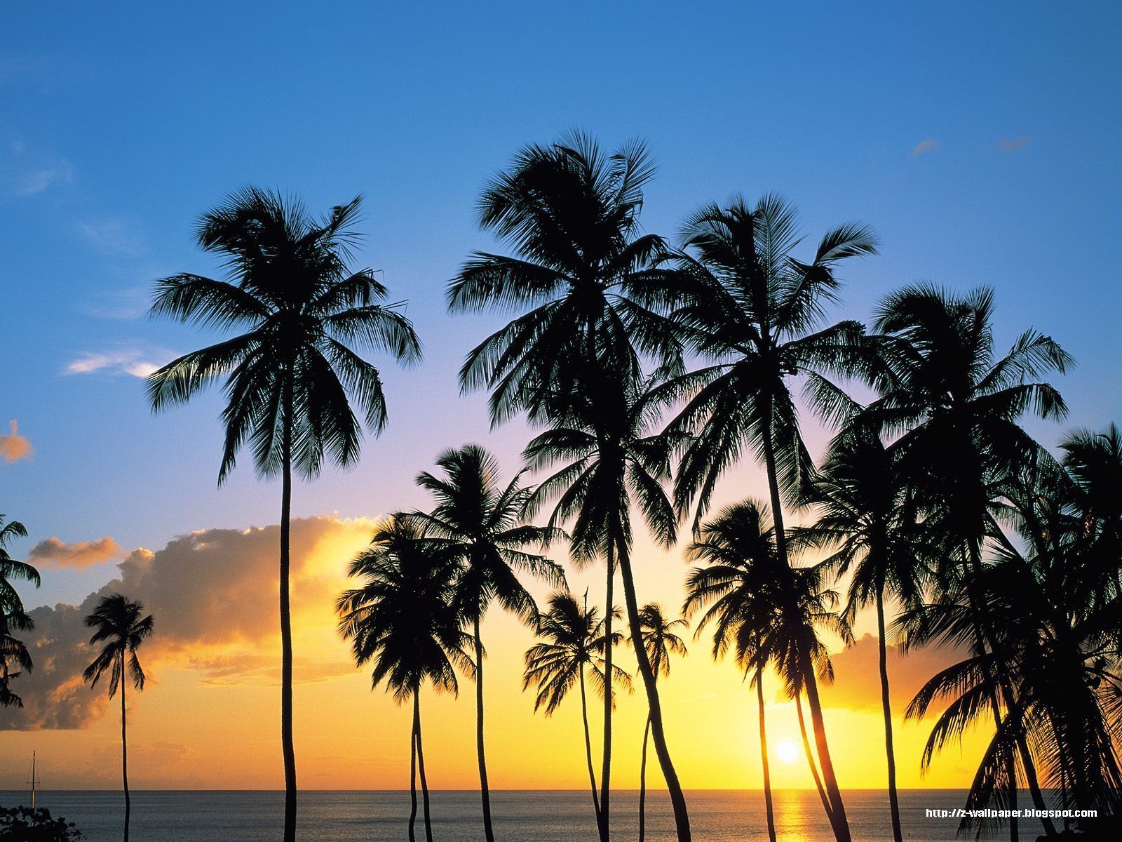 Palme al tramonto silhouette, 1600x1200 HD Ready, Laptop