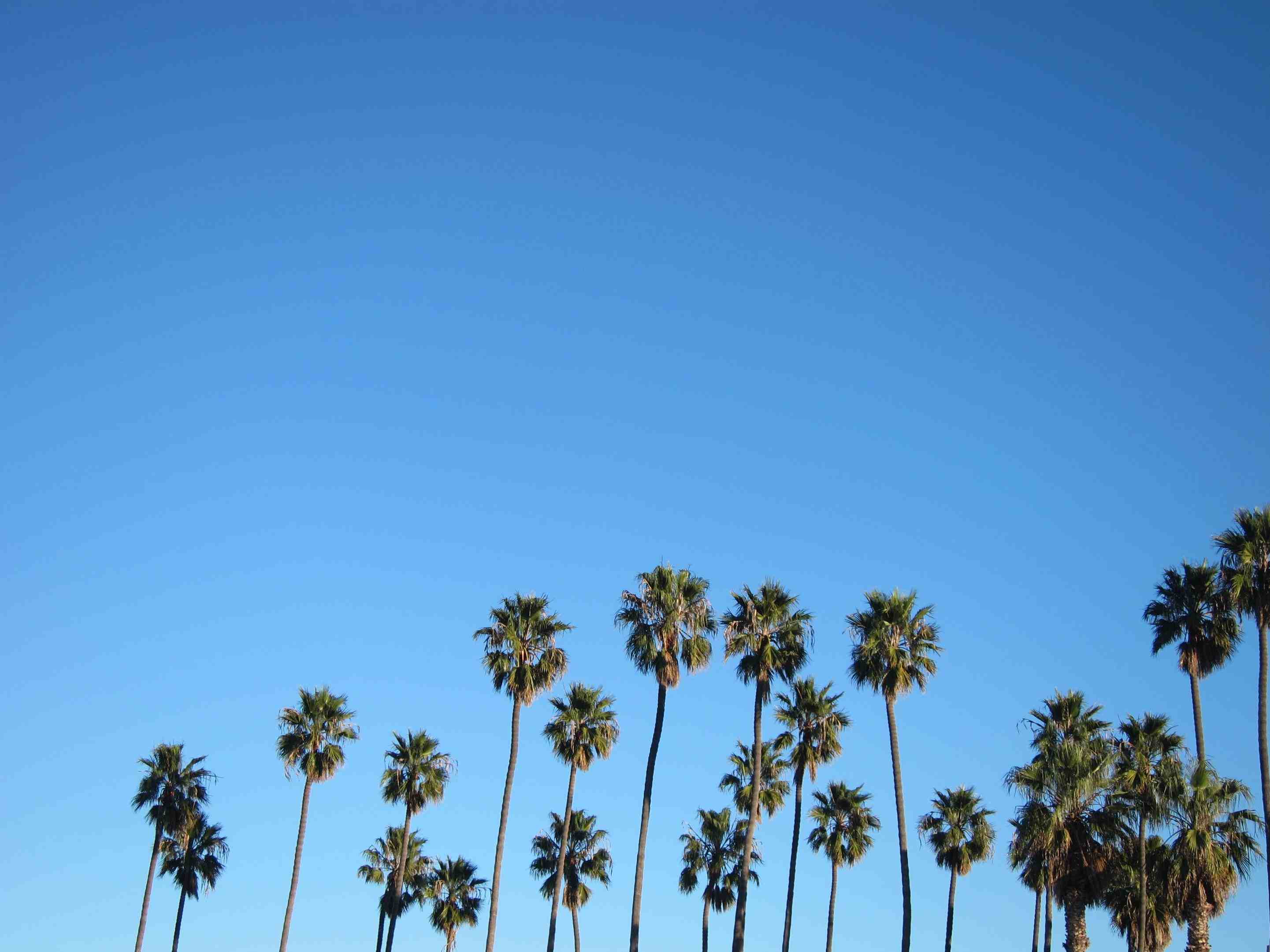 Palme della California, cielo blu, 2882x2161 2K+, Laptop
