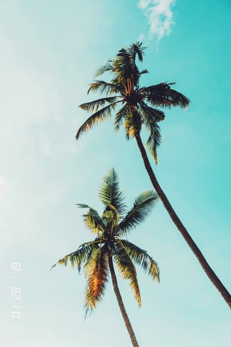 Palme cielo turchese, 750x1125 Full HD Verticale, iPhone Pro Max