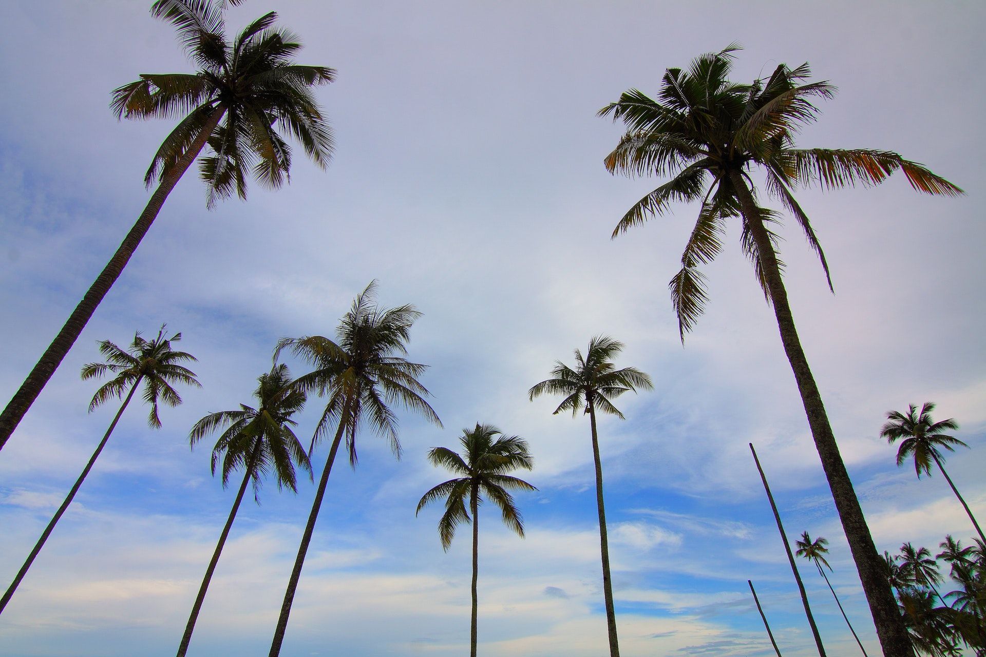 Palme alte contro cielo, 1920x1280 Full HD+ WUXGA, iMac