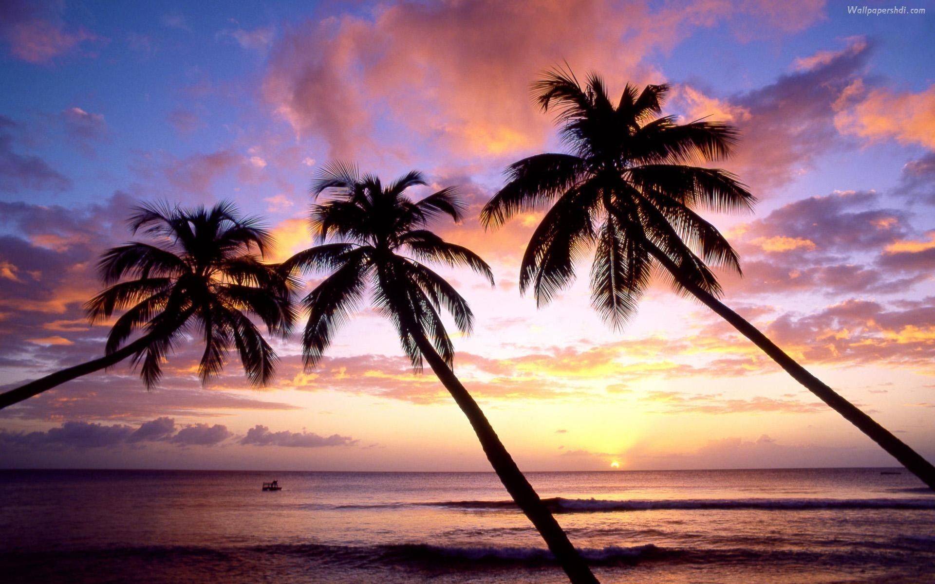 Palme al tramonto sulla spiaggia, 1920x1200 Full HD+ WUXGA, Desktop