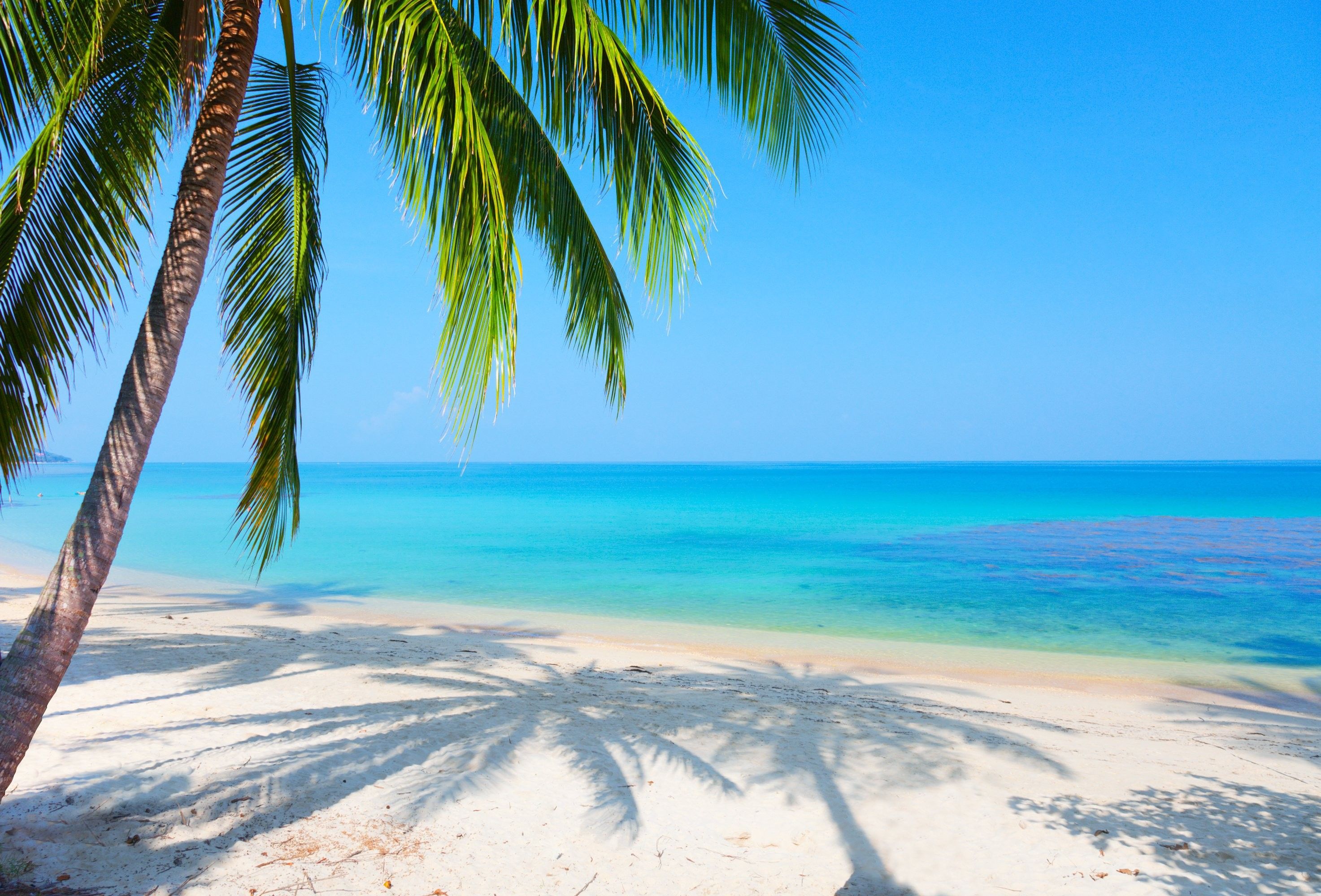 Palme su spiaggia tropicale, 2946x2000 2K, PC