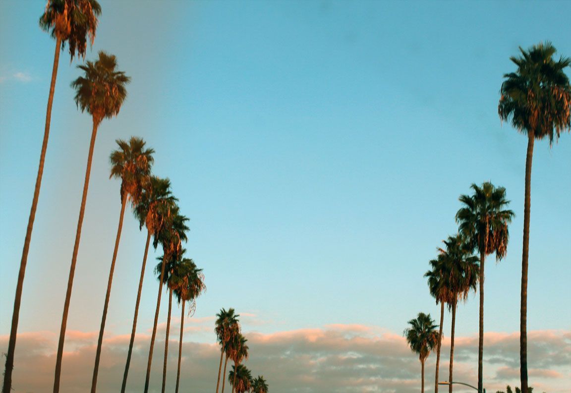 Palme della California al tramonto, 1152x793 HD, Desktop