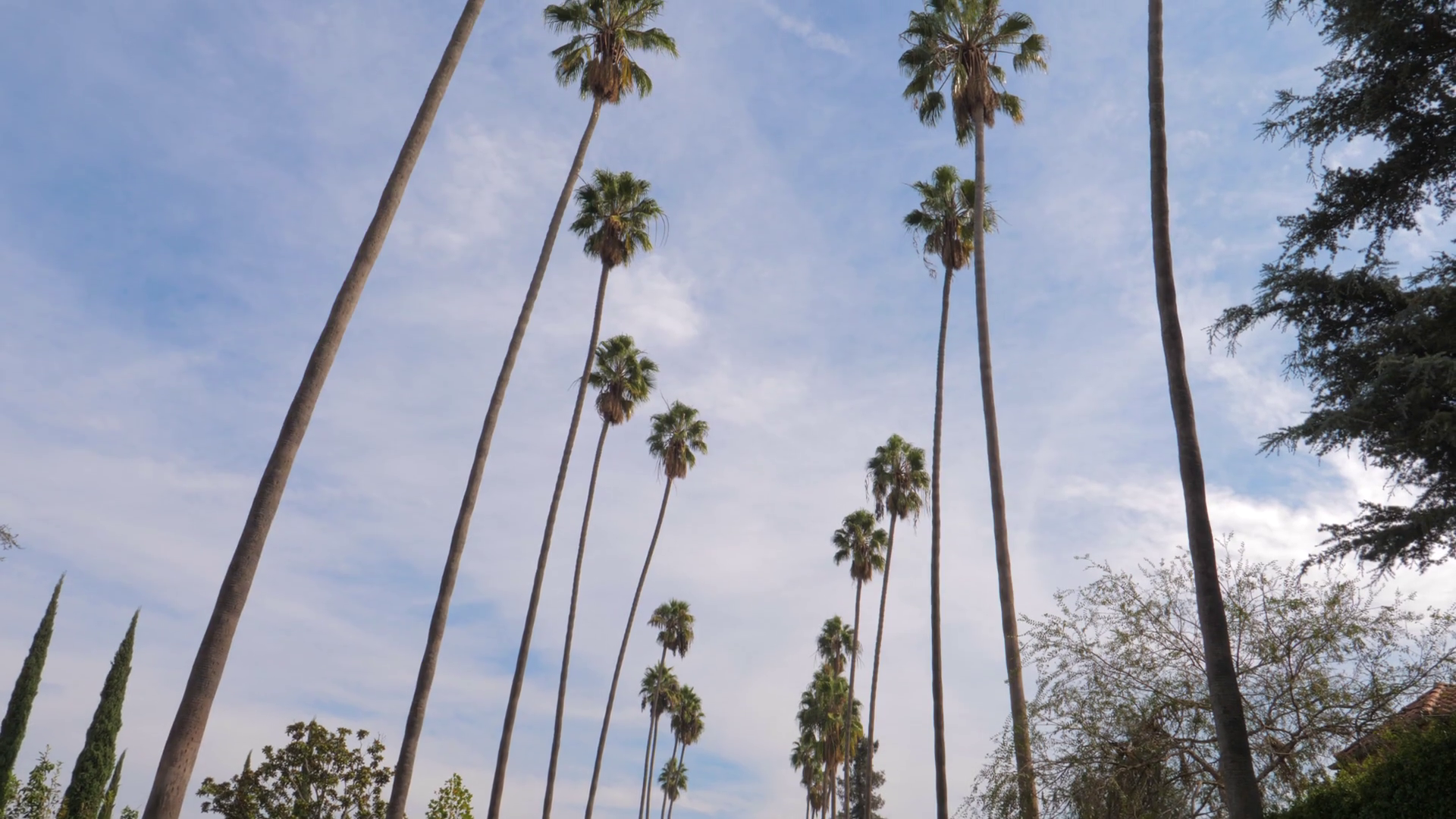 Palme alte viste dal basso, 1920x1080 Full HD, PC