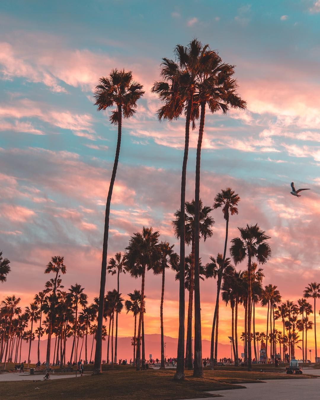 Palme al tramonto, Los Angeles, California, 1080x1350 Verticale, Mobile