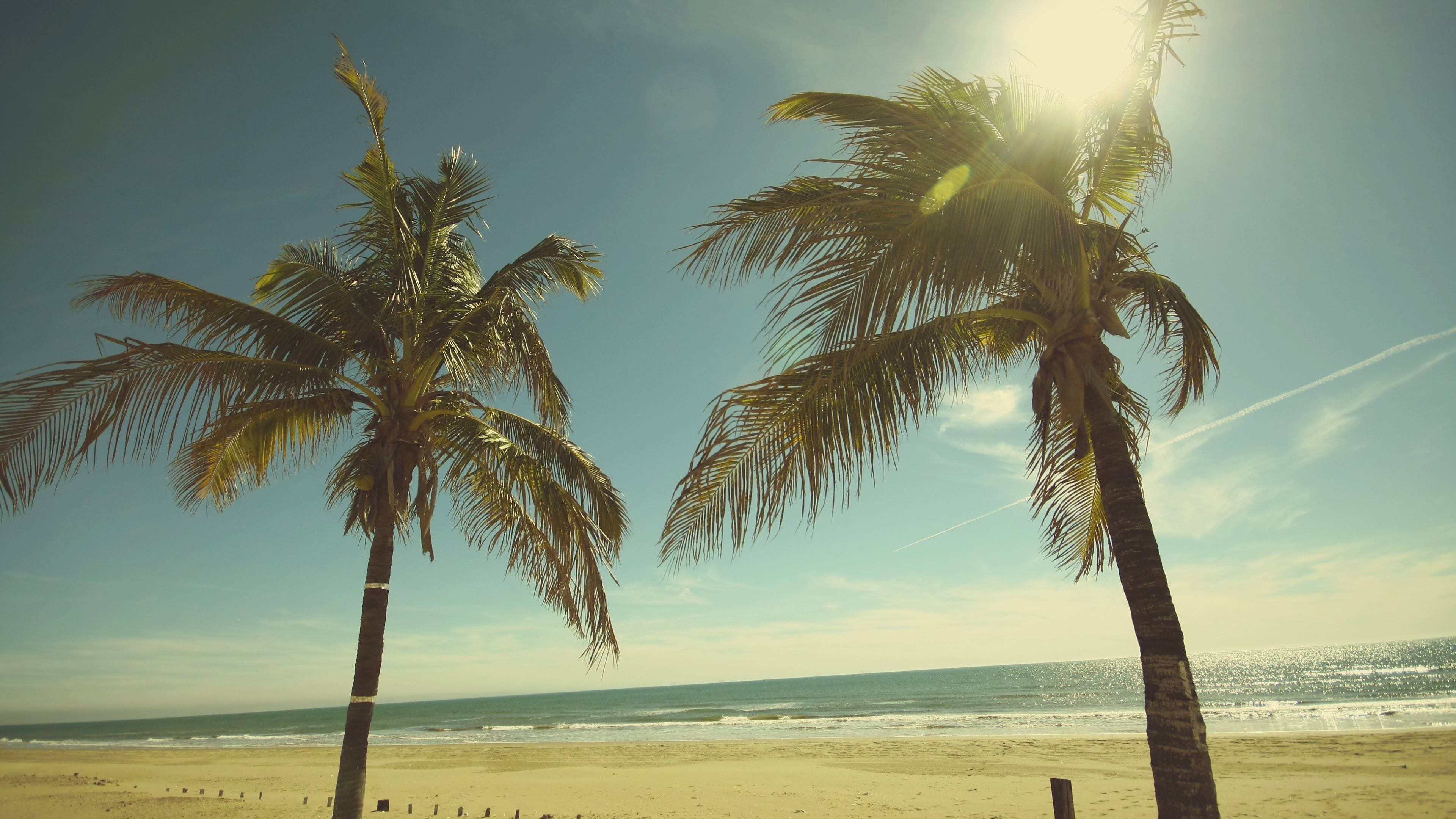 Palme spiaggia California soleggiata, 3840x2160 Ultra HD, 4K TV