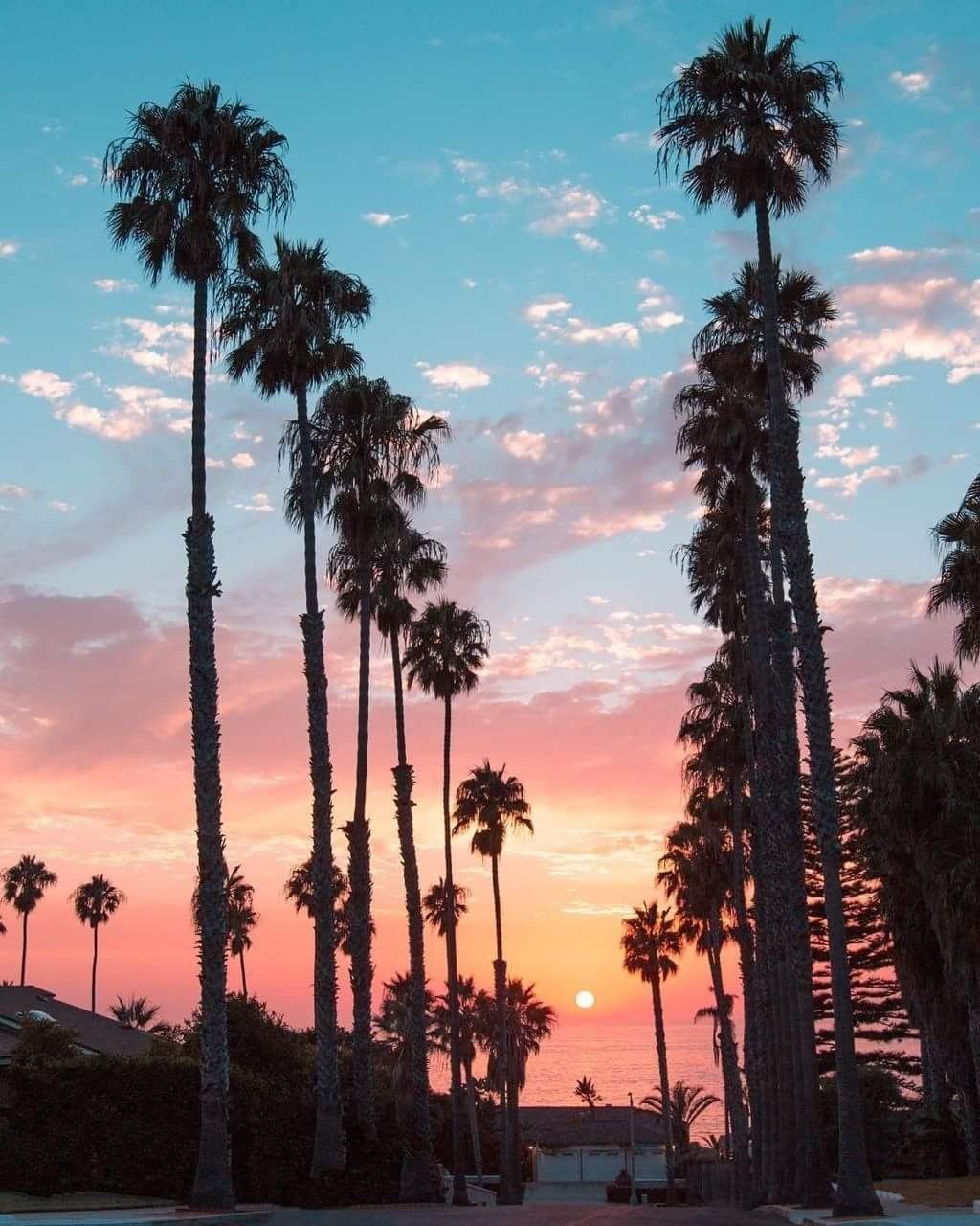 Palme al tramonto California, 1024x1280 Full HD Verticale, iPhone