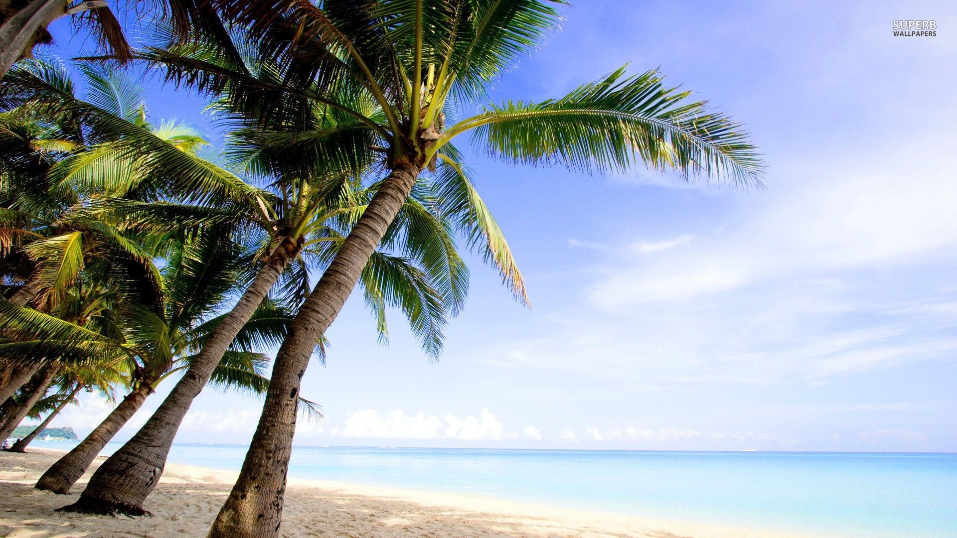 Palme su spiaggia tropicale, 1920x1080 Full HD, Desktop