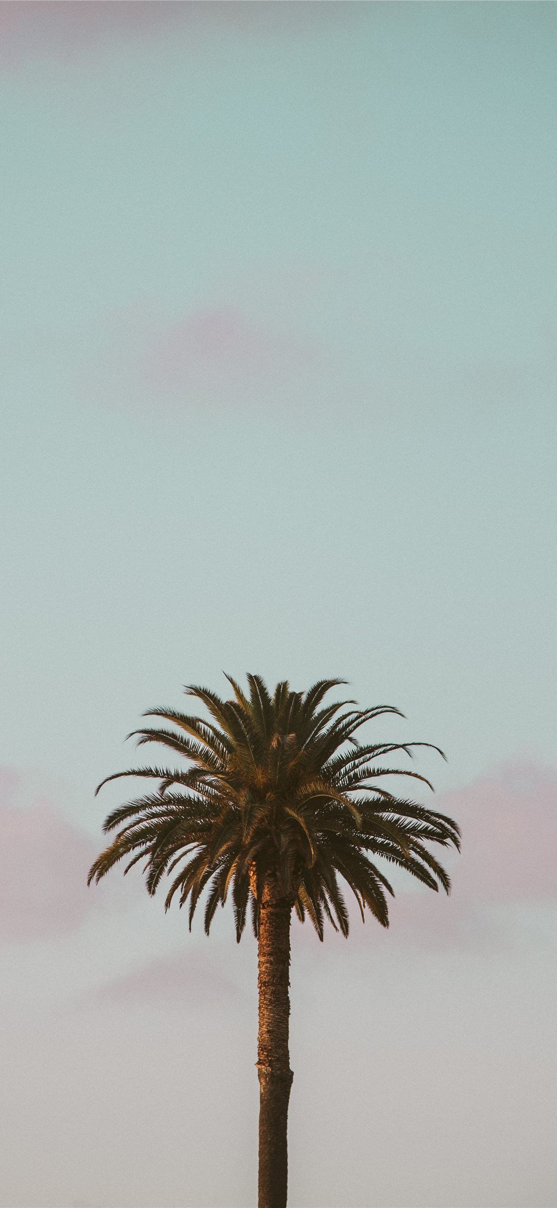 Palma solitaria cielo pastello, 1125x2436 Full HD Verticale, iPhone